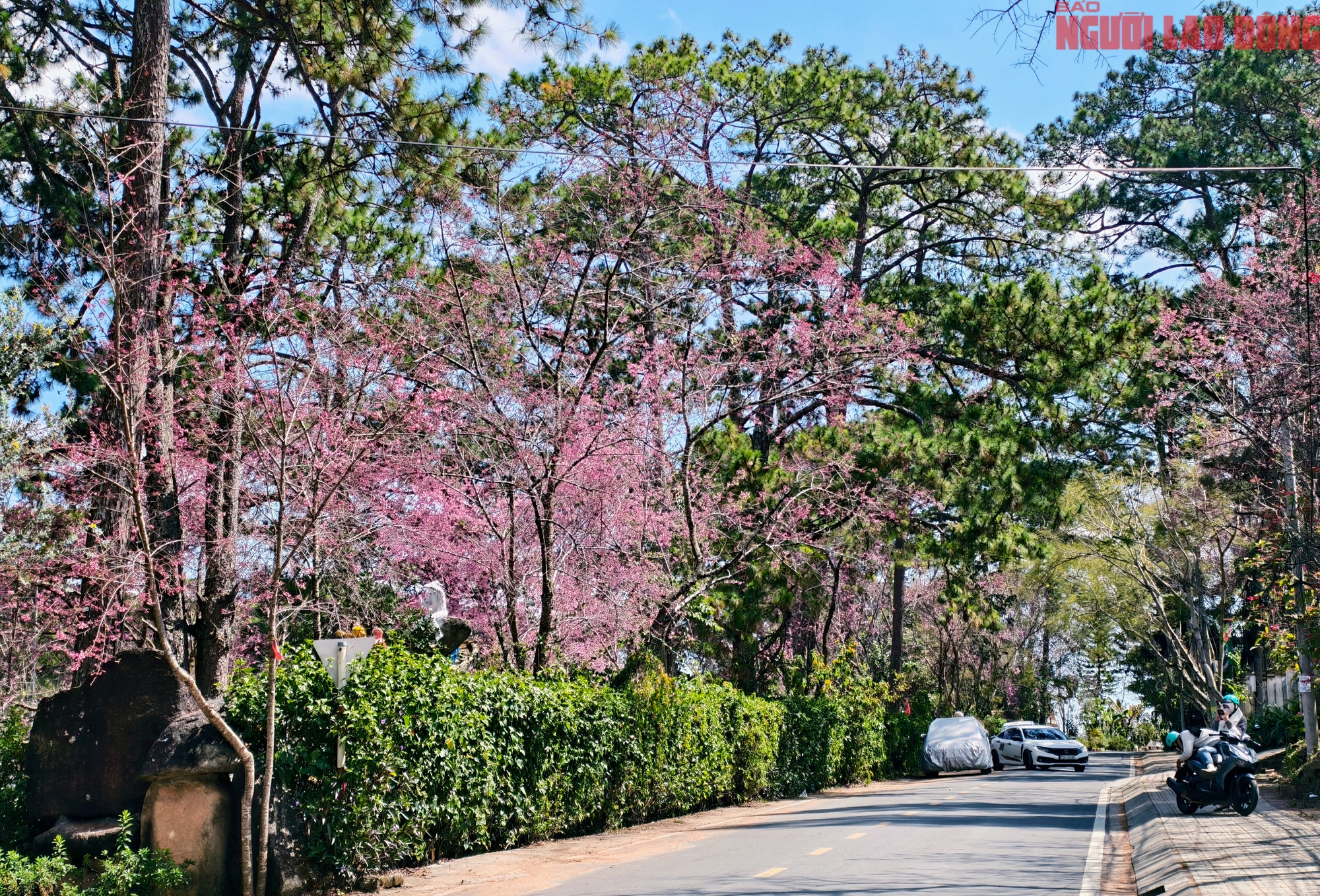 Du khách đổ về Đà Lạt ngắm những cung đường mai anh đào đẹp nhất 2026 - Ảnh 16. Du khách đổ về Đà Lạt ngắm những cung đường mai anh đào đẹp nhất 2026 - Ảnh 16.