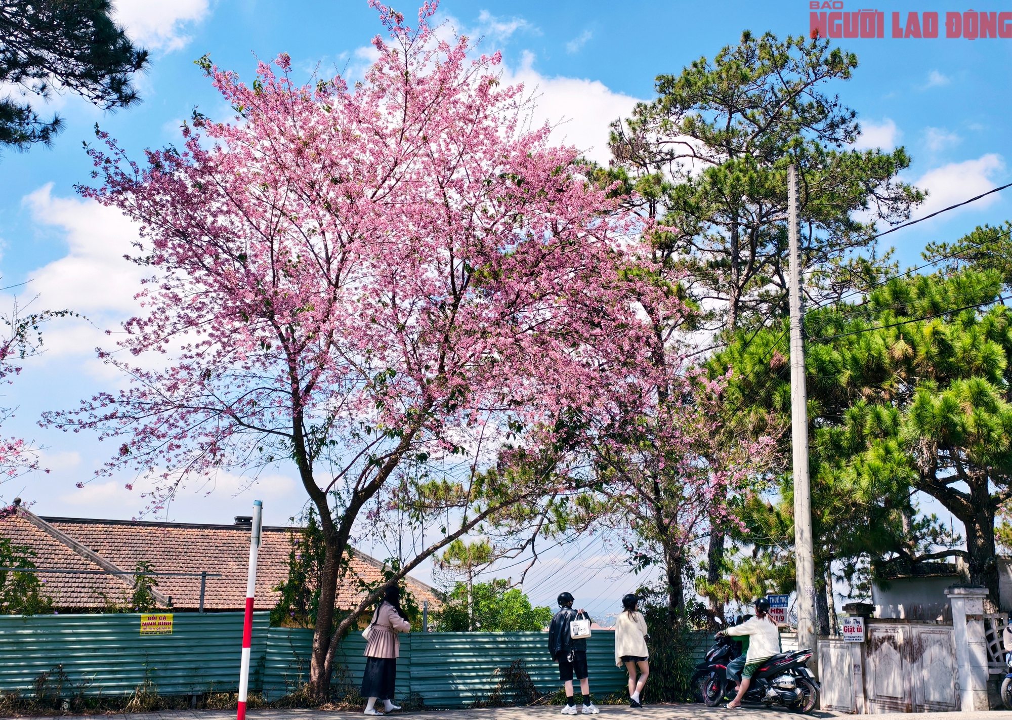 Du khách đổ về Đà Lạt ngắm những cung đường mai anh đào đẹp nhất 2026 - Ảnh 17. Du khách đổ về Đà Lạt ngắm những cung đường mai anh đào đẹp nhất 2026 - Ảnh 17.