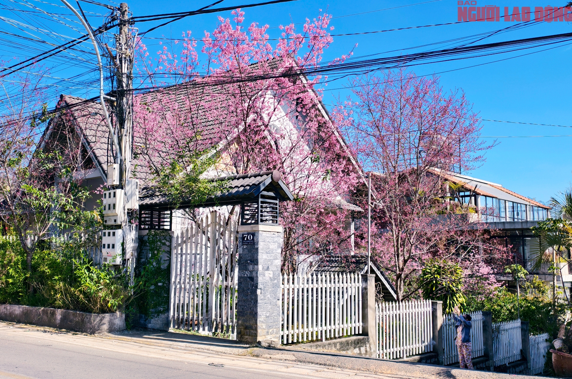 Du khách đổ về Đà Lạt ngắm những cung đường mai anh đào đẹp nhất 2026 - Ảnh 18. Du khách đổ về Đà Lạt ngắm những cung đường mai anh đào đẹp nhất 2026 - Ảnh 18.