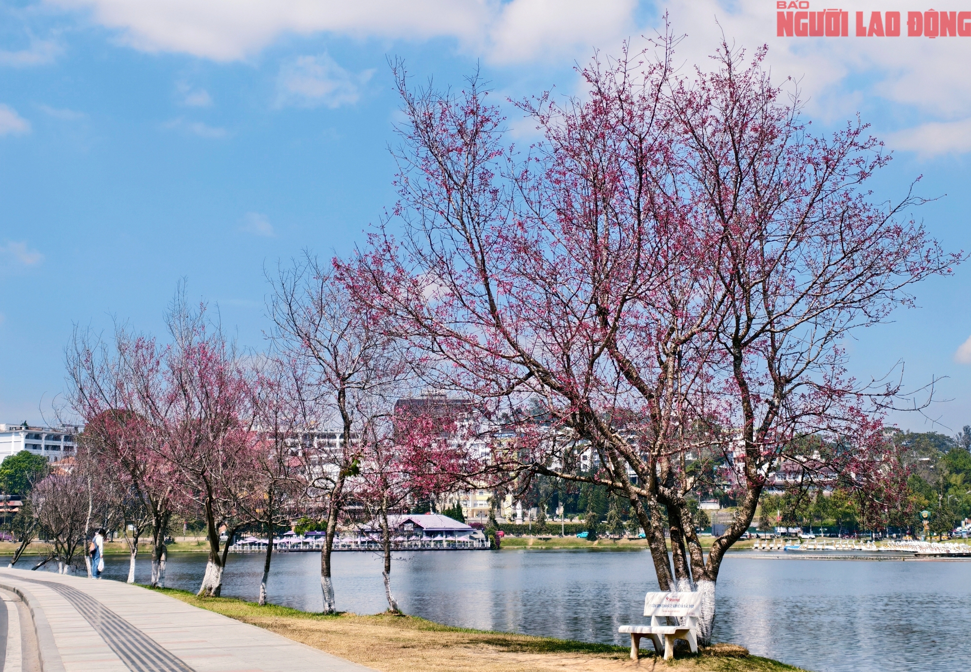 Du khách đổ về Đà Lạt ngắm những cung đường mai anh đào đẹp nhất 2026 - Ảnh 22. Du khách đổ về Đà Lạt ngắm những cung đường mai anh đào đẹp nhất 2026 - Ảnh 22.