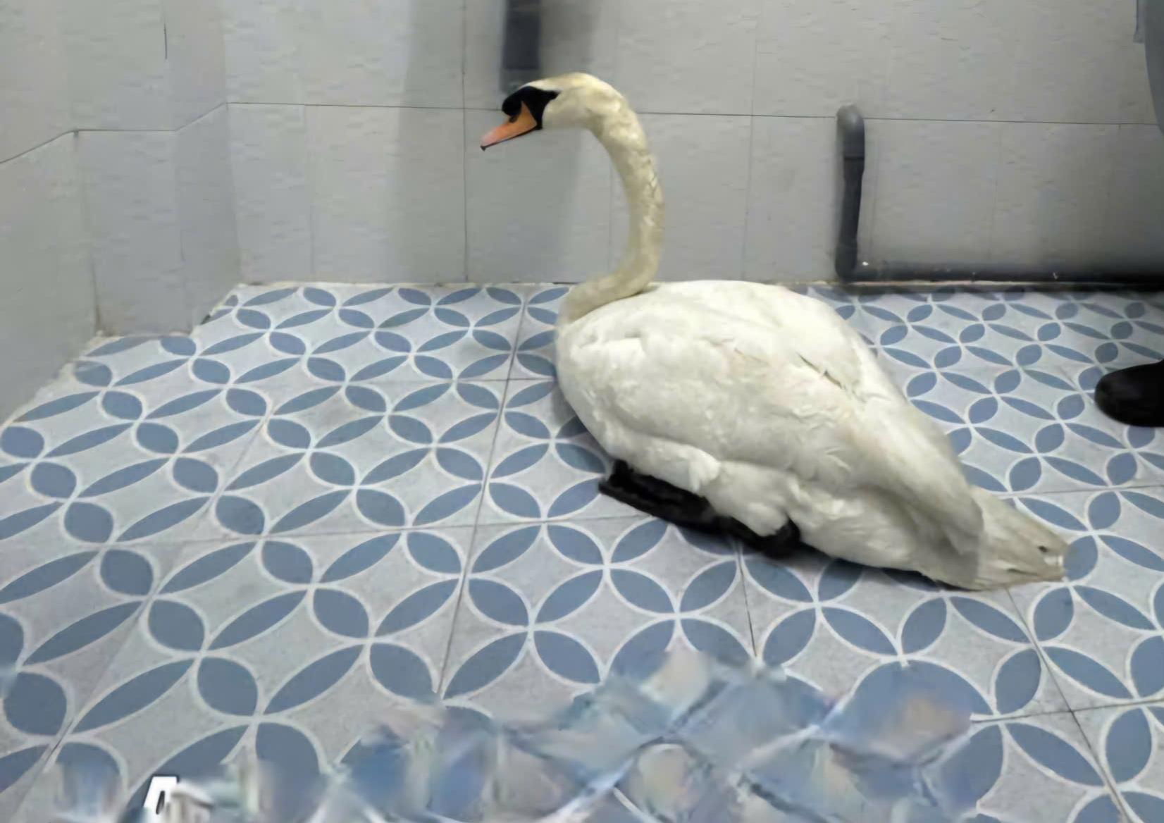 Công an TPHCM điều tra vụ trộm thiên nga trắng ở Thảo Cầm Viên Sài Gòn - Ảnh 2.