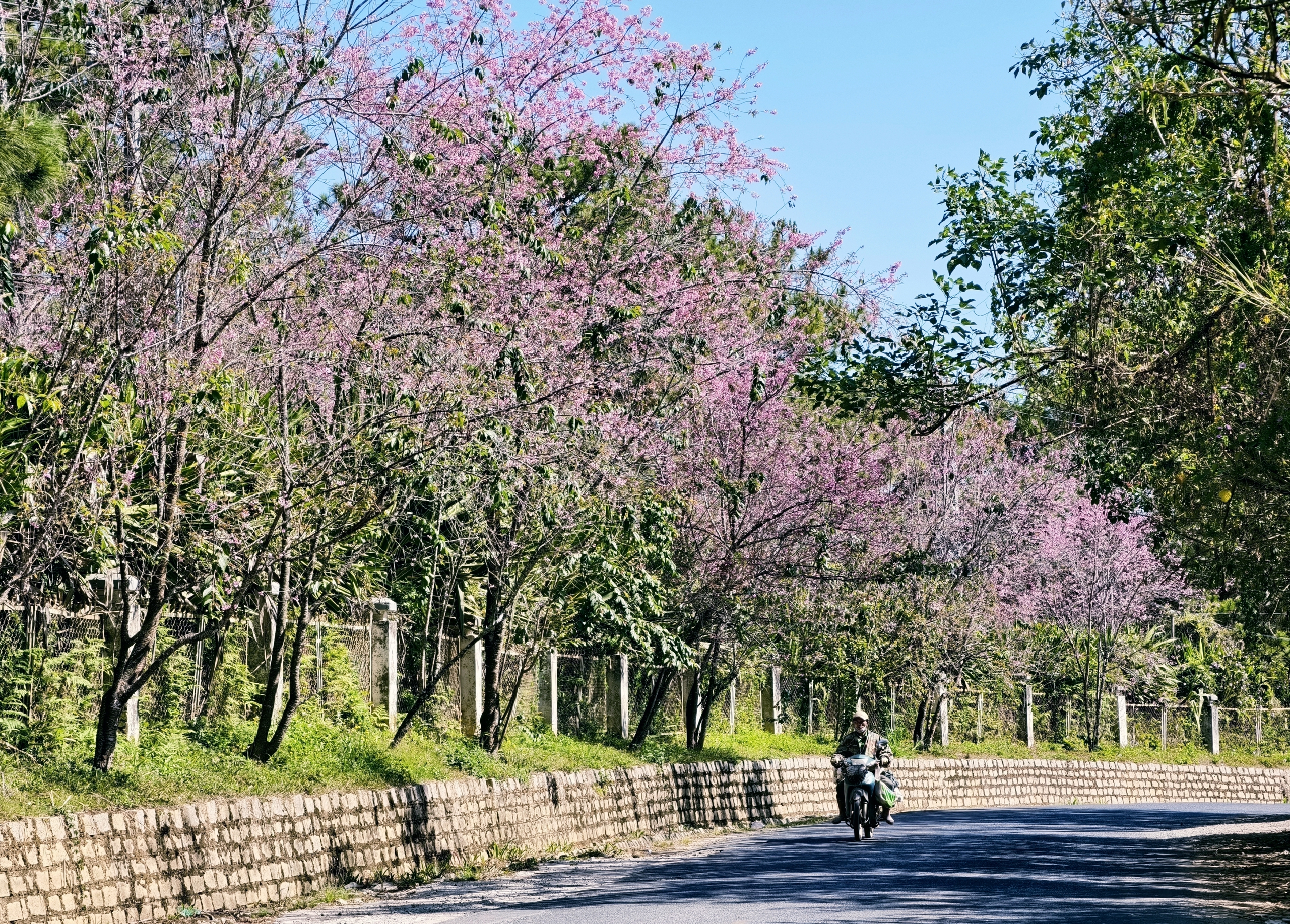 Du khách đổ về Đà Lạt ngắm những cung đường mai anh đào đẹp nhất 2026 - Ảnh 21. Du khách đổ về Đà Lạt ngắm những cung đường mai anh đào đẹp nhất 2026 - Ảnh 21.