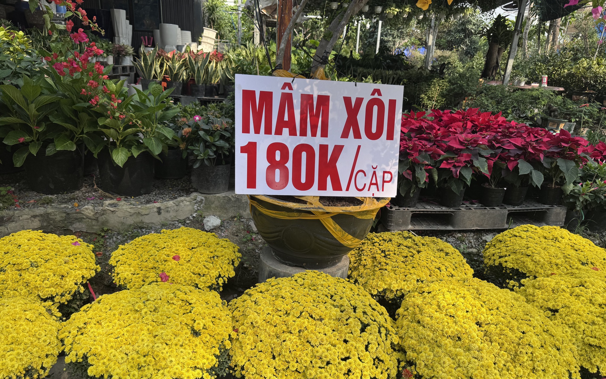 Hoa kiểng Tết 2026 nhộn nhịp tại TP HCM , giá cả hợp lý - Ảnh 1. Hoa kiểng Tết 2026 nhộn nhịp tại TP HCM , giá cả hợp lý - Ảnh 1.