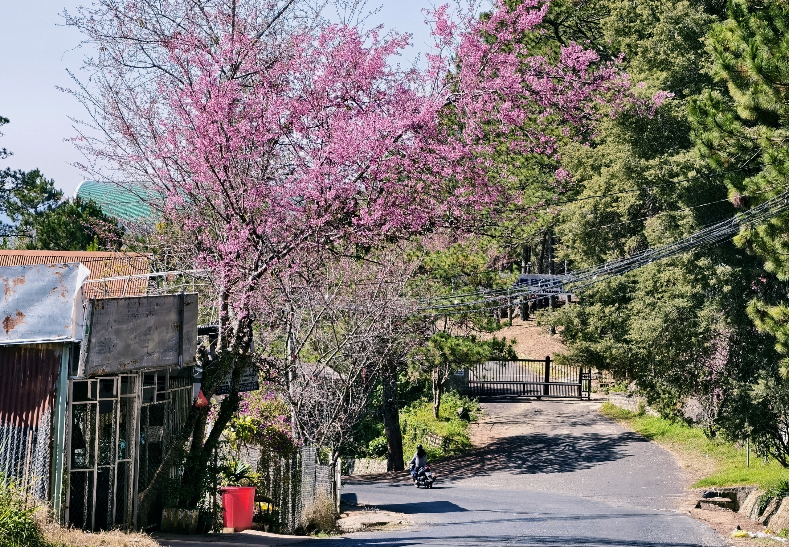 Du khách đổ về Đà Lạt ngắm những cung đường mai anh đào đẹp nhất 2026 - Ảnh 19. Du khách đổ về Đà Lạt ngắm những cung đường mai anh đào đẹp nhất 2026 - Ảnh 19.