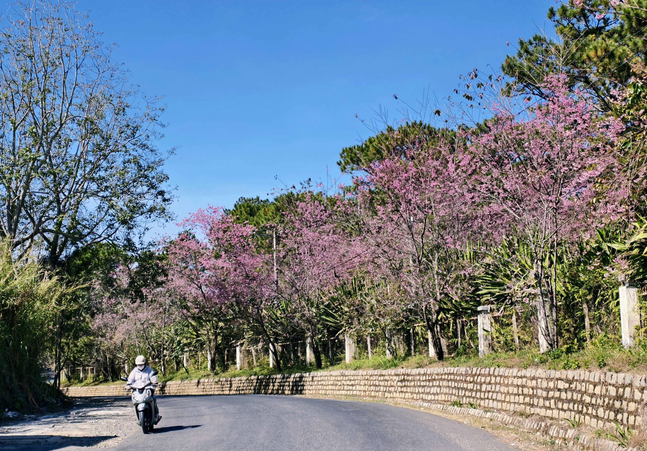 Du khách đổ về Đà Lạt ngắm những cung đường mai anh đào đẹp nhất 2026 - Ảnh 20. Du khách đổ về Đà Lạt ngắm những cung đường mai anh đào đẹp nhất 2026 - Ảnh 20.