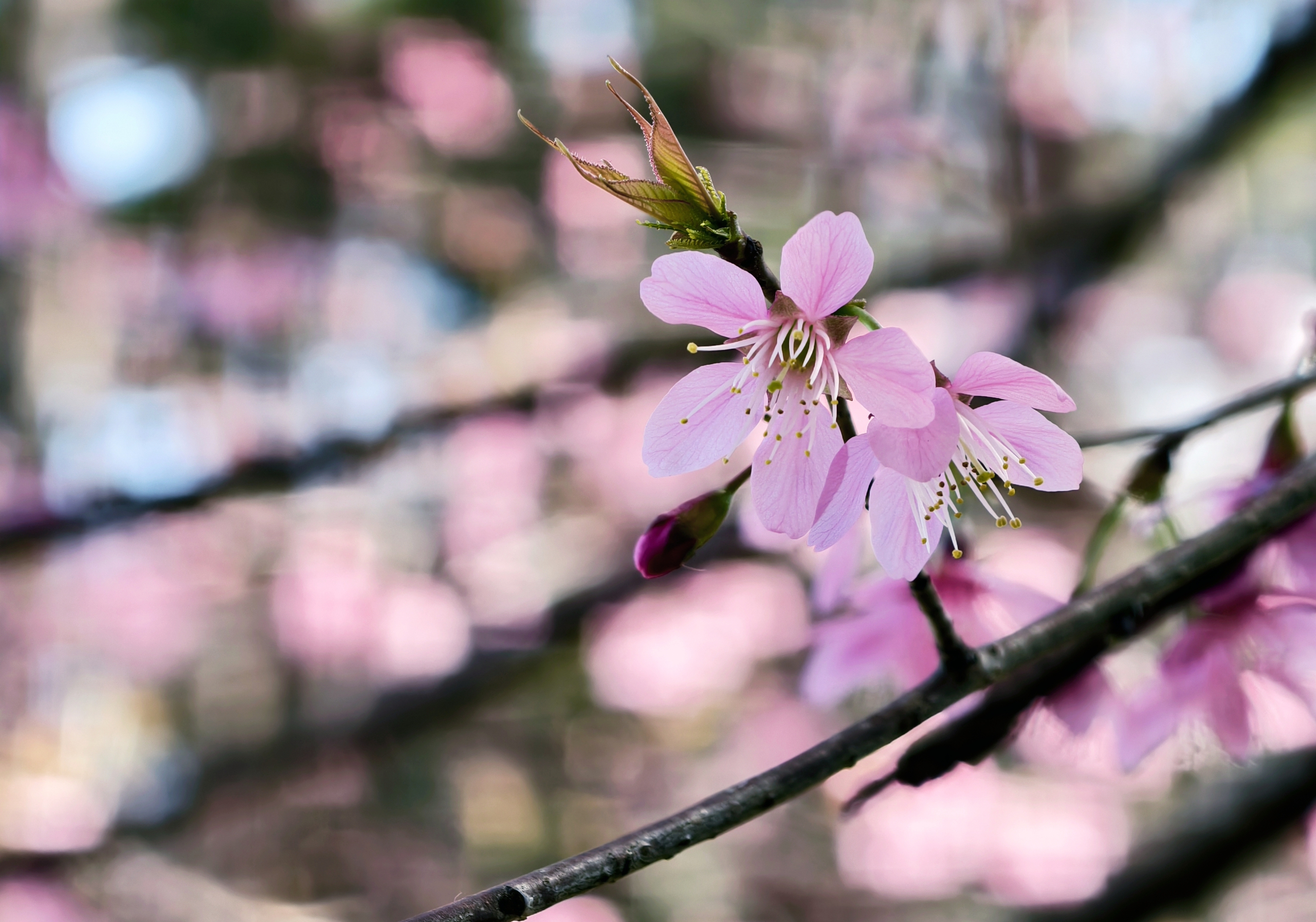 Du khách đổ về Đà Lạt ngắm những cung đường mai anh đào đẹp nhất 2026 - Ảnh 5. Du khách đổ về Đà Lạt ngắm những cung đường mai anh đào đẹp nhất 2026 - Ảnh 5.