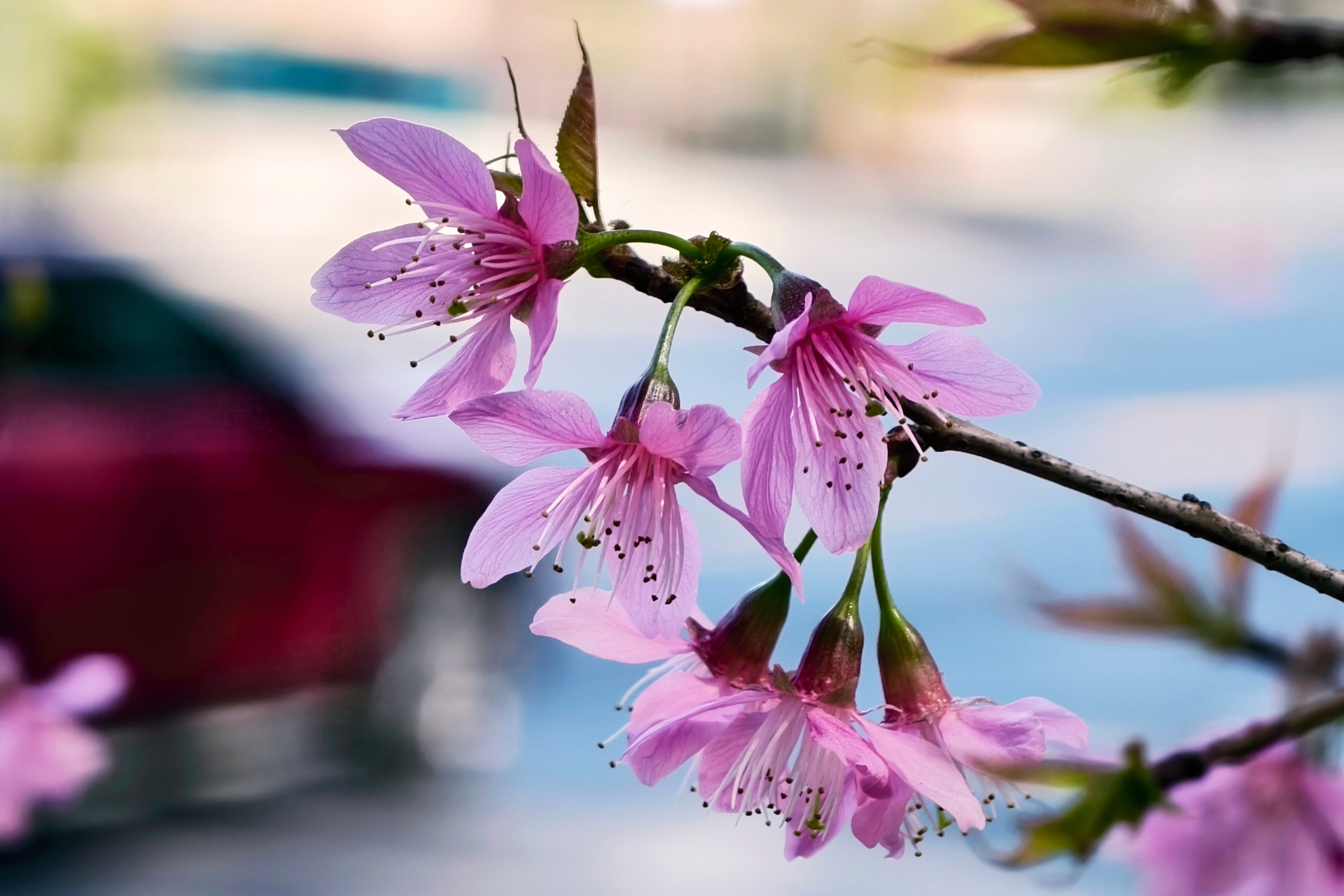 Du khách đổ về Đà Lạt ngắm những cung đường mai anh đào đẹp nhất 2026 - Ảnh 4. Du khách đổ về Đà Lạt ngắm những cung đường mai anh đào đẹp nhất 2026 - Ảnh 4.