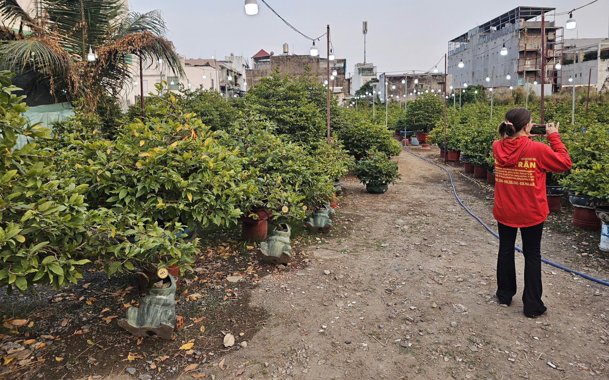 Hoa kiểng Tết 2026 nhộn nhịp tại TP HCM , giá cả hợp lý - Ảnh 3.