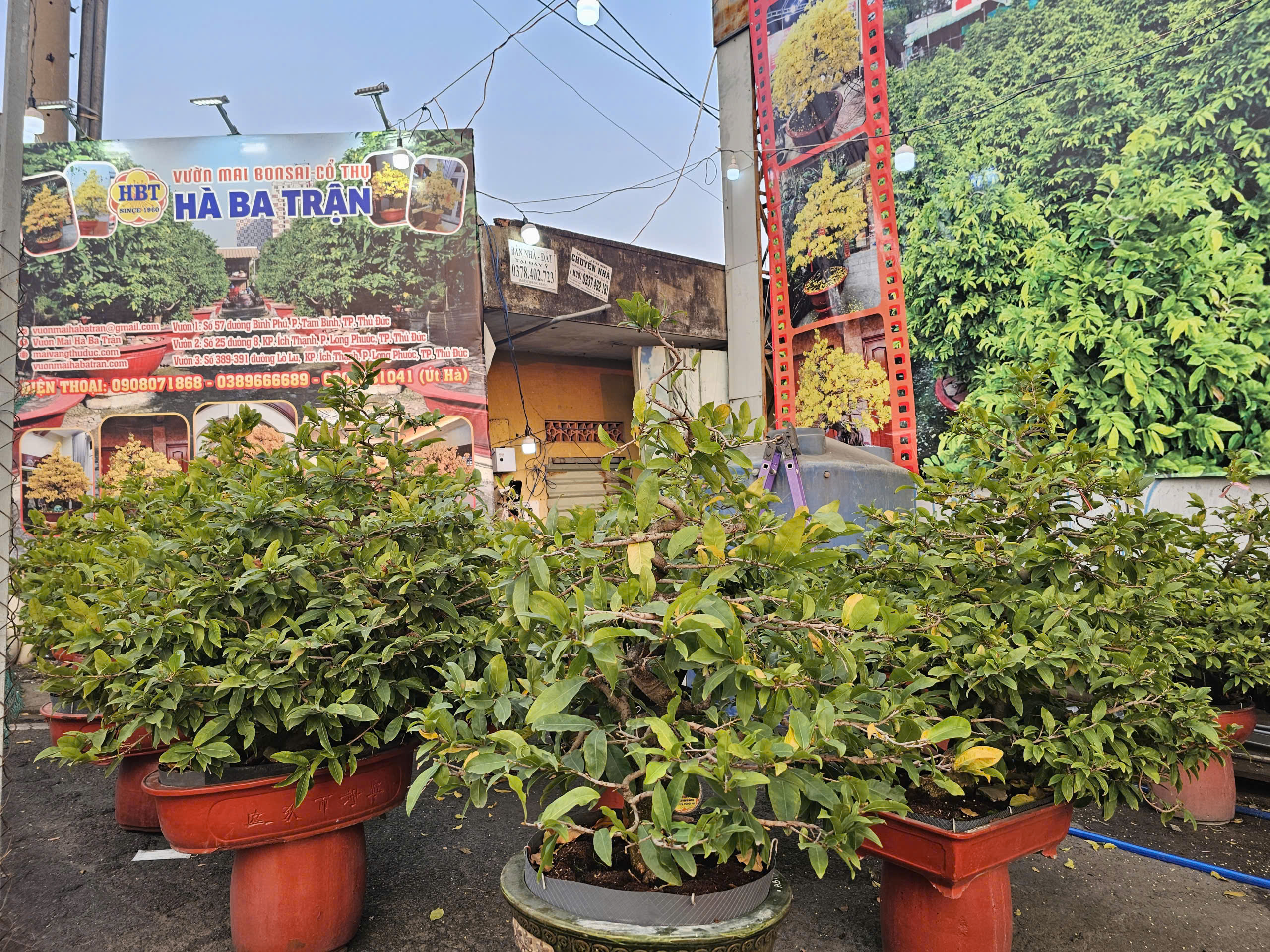 Mai Tết 2023: Các nhà vườn lý giải sự sớm xuất hiện tại TPHCM - Ảnh 5. Mai Tết 2023: Các nhà vườn lý giải sự sớm xuất hiện tại TPHCM - Ảnh 5.