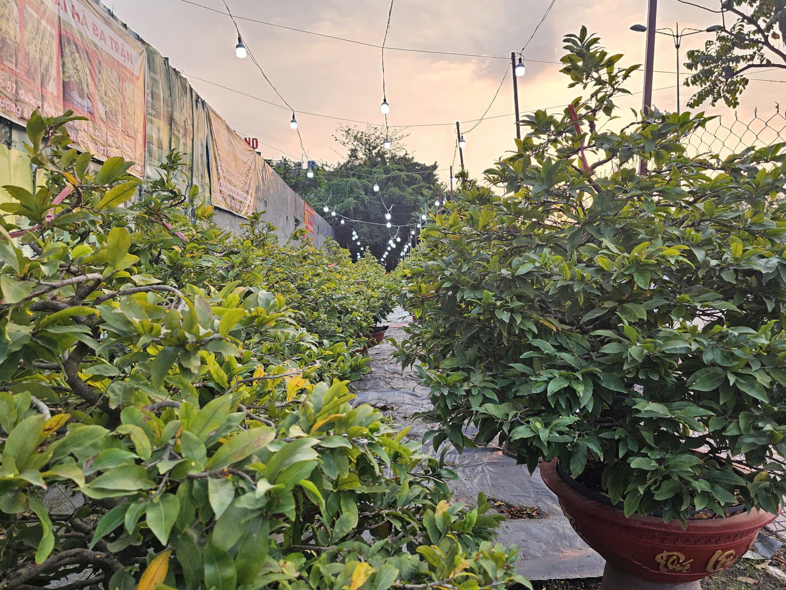 Mai Tết 2023: Các nhà vườn lý giải sự sớm xuất hiện tại TPHCM - Ảnh 8. Mai Tết 2023: Các nhà vườn lý giải sự sớm xuất hiện tại TPHCM - Ảnh 8.