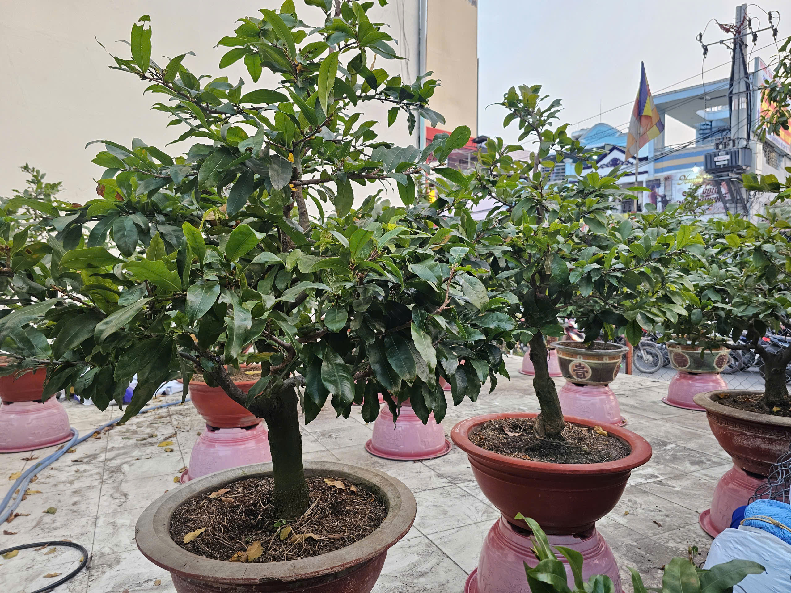 Mai Tết 2023: Các nhà vườn lý giải sự sớm xuất hiện tại TPHCM - Ảnh 3. Mai Tết 2023: Các nhà vườn lý giải sự sớm xuất hiện tại TPHCM - Ảnh 3.