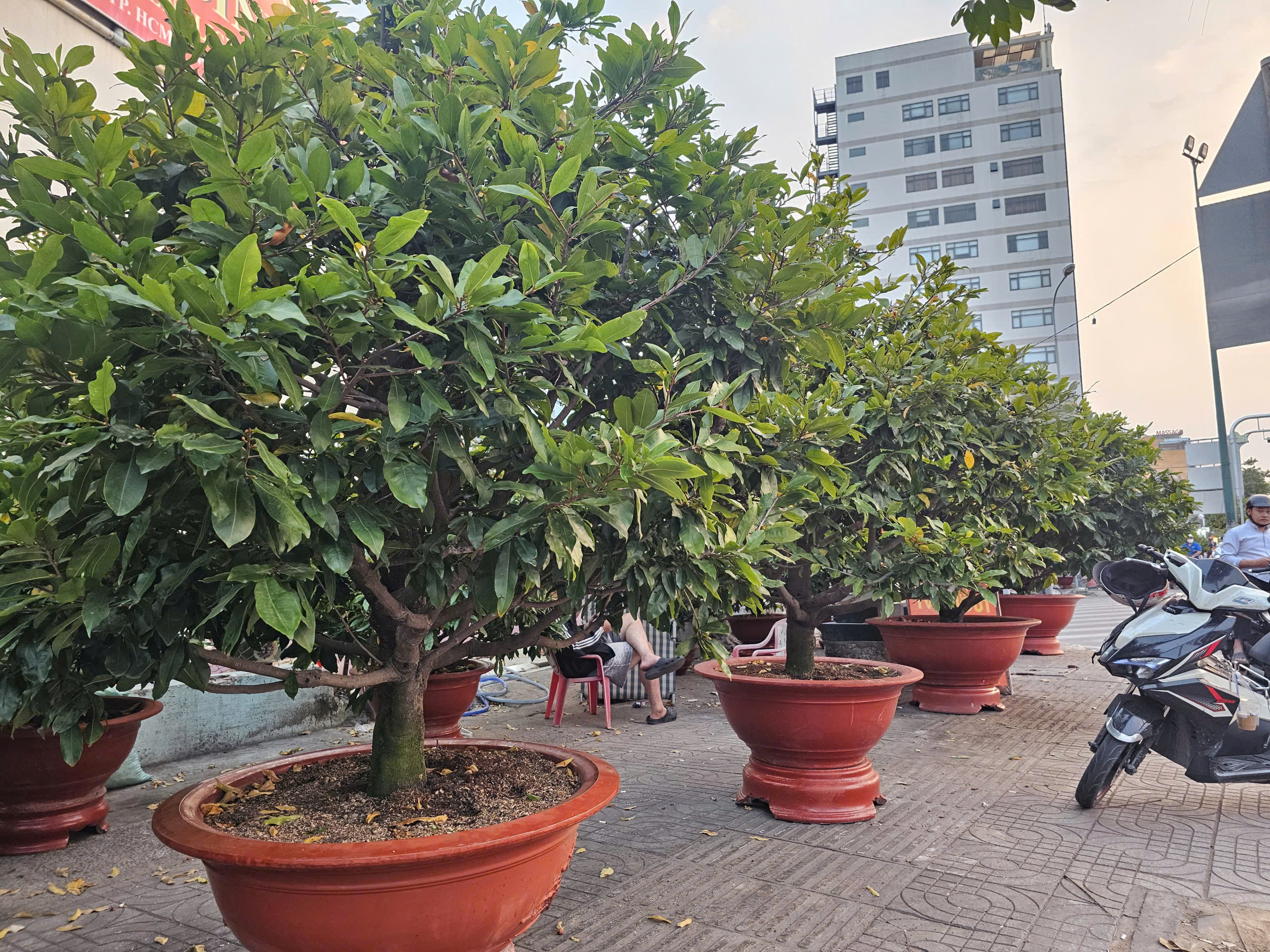 Mai Tết 2023: Các nhà vườn lý giải sự sớm xuất hiện tại TPHCM - Ảnh 1. Mai Tết 2023: Các nhà vườn lý giải sự sớm xuất hiện tại TPHCM - Ảnh 1.