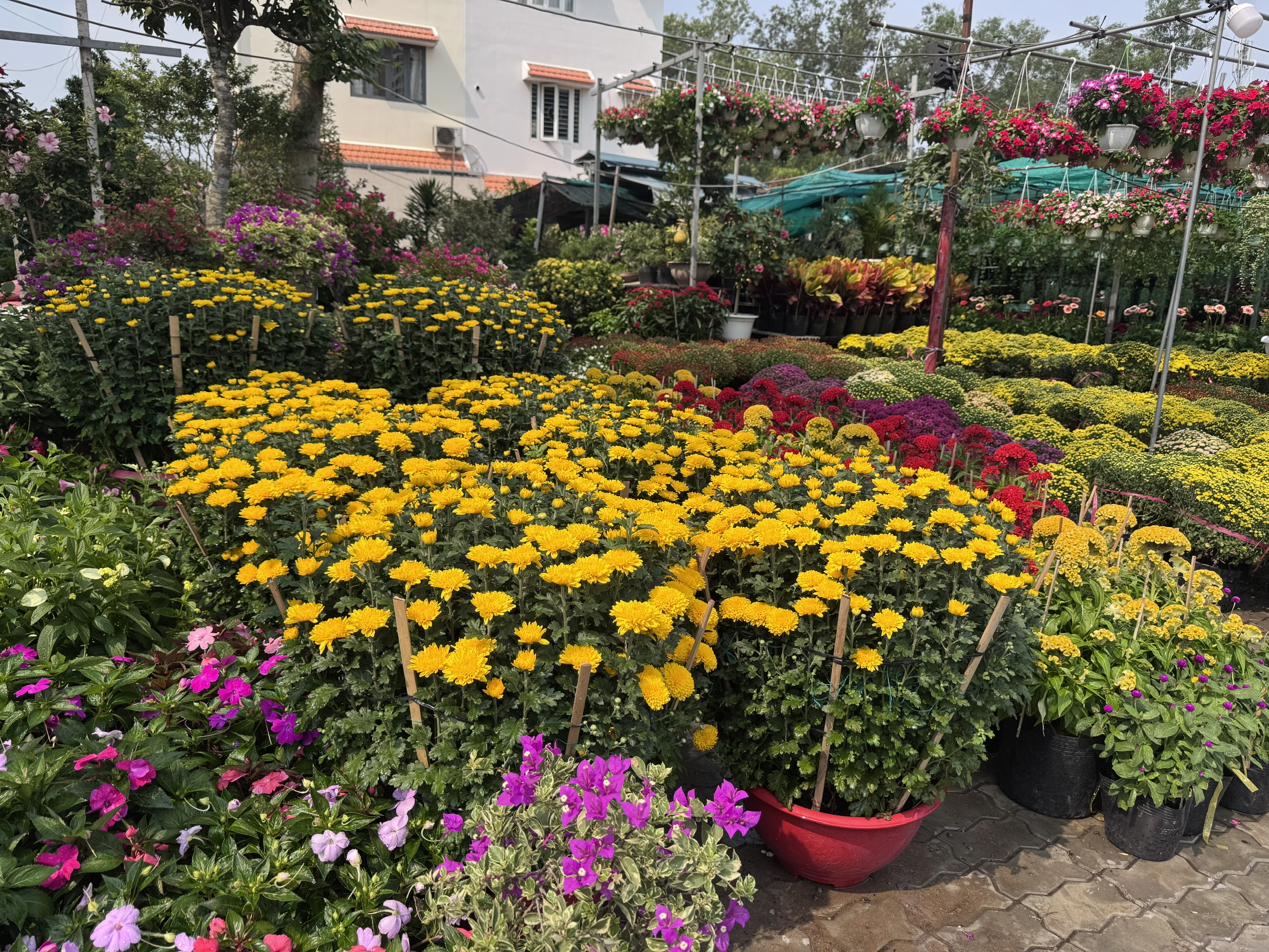 Hoa, kiểng Tết bắt đầu nhộn nhịp - Ảnh 2.