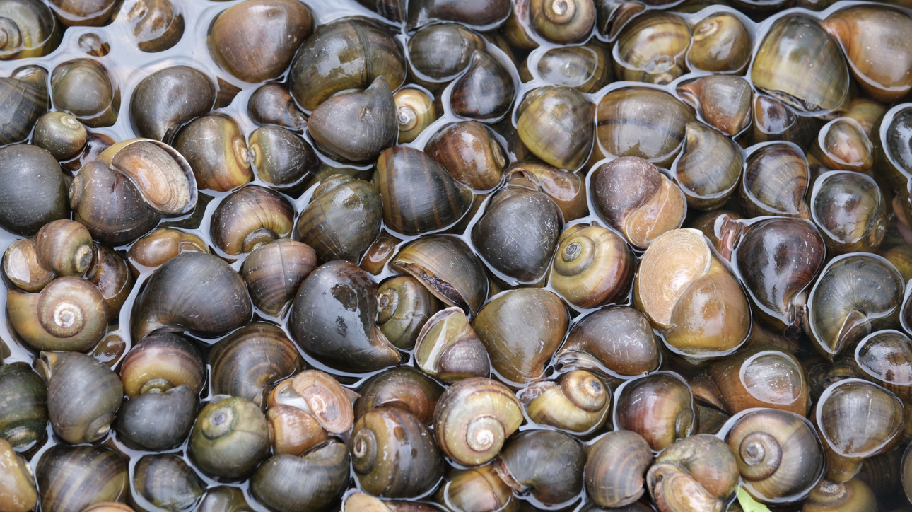 TPHCM chủ động nghiên cứu virus Nipah bằng kỹ thuật hiện đại - Ảnh 1.