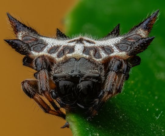 Kh&aacute;m ph&aacute; thế giới c&ocirc;n tr&ugrave;ng qua những bức ảnh cận cảnh - Ảnh 4.