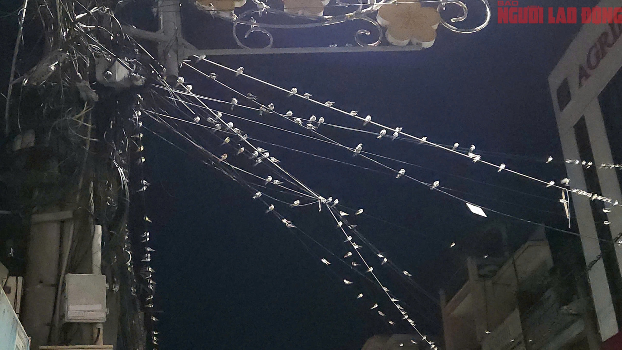 Cần Thơ: Người d&acirc;n khốn đốn v&igrave; ph&acirc;n của h&agrave;ng ng&agrave;n con chim &eacute;n - Ảnh 1.