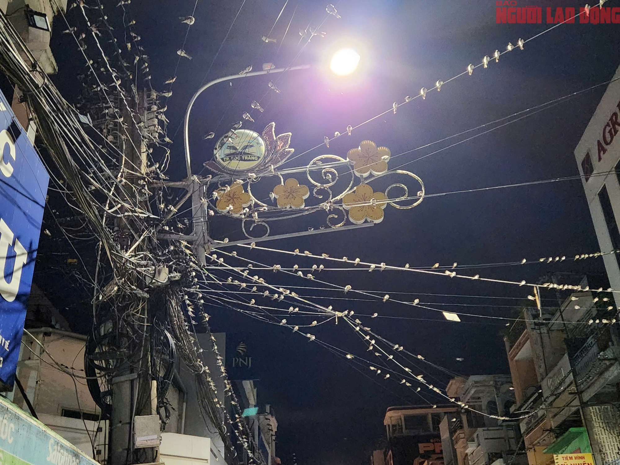 Cần Thơ: Người d&acirc;n khốn đốn v&igrave; ph&acirc;n của h&agrave;ng ng&agrave;n con chim &eacute;n - Ảnh 2.