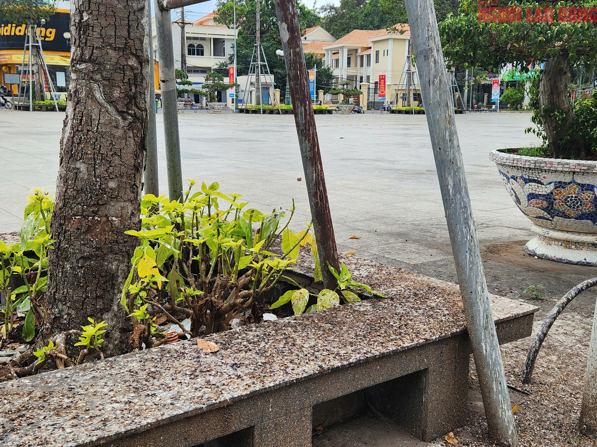 Cần Thơ: Người d&acirc;n khốn đốn v&igrave; ph&acirc;n của h&agrave;ng ng&agrave;n con chim &eacute;n - Ảnh 5.