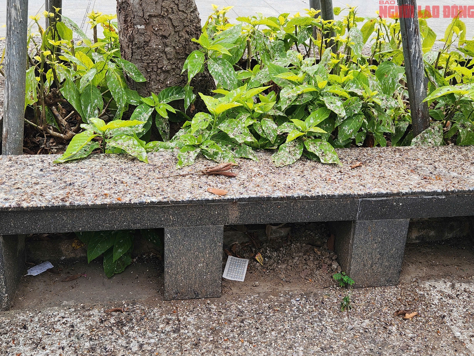 Cần Thơ: Người d&acirc;n khốn đốn v&igrave; ph&acirc;n của h&agrave;ng ng&agrave;n con chim &eacute;n - Ảnh 6.