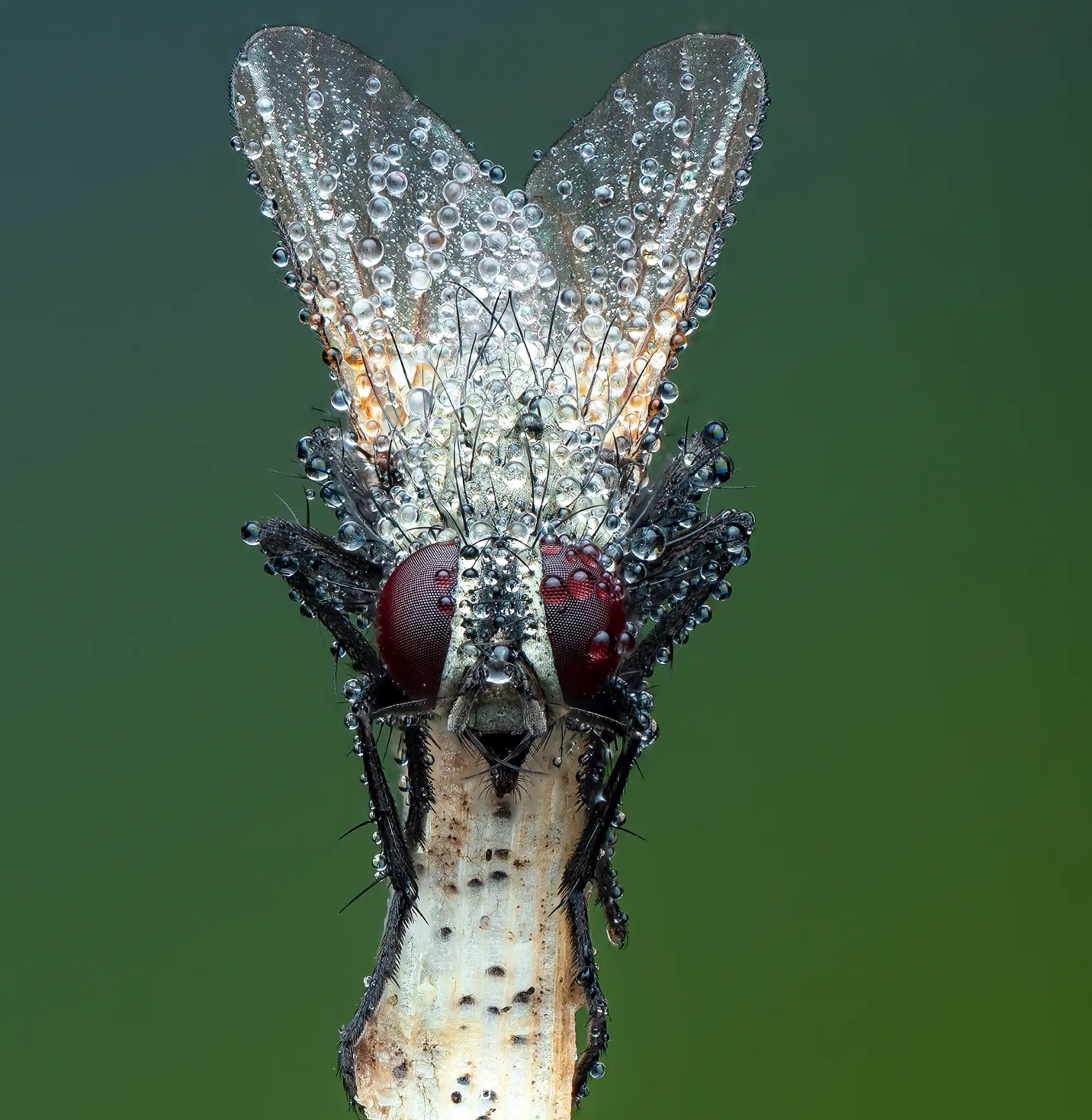 Kh&aacute;m ph&aacute; thế giới c&ocirc;n tr&ugrave;ng qua những bức ảnh cận cảnh - Ảnh 2.