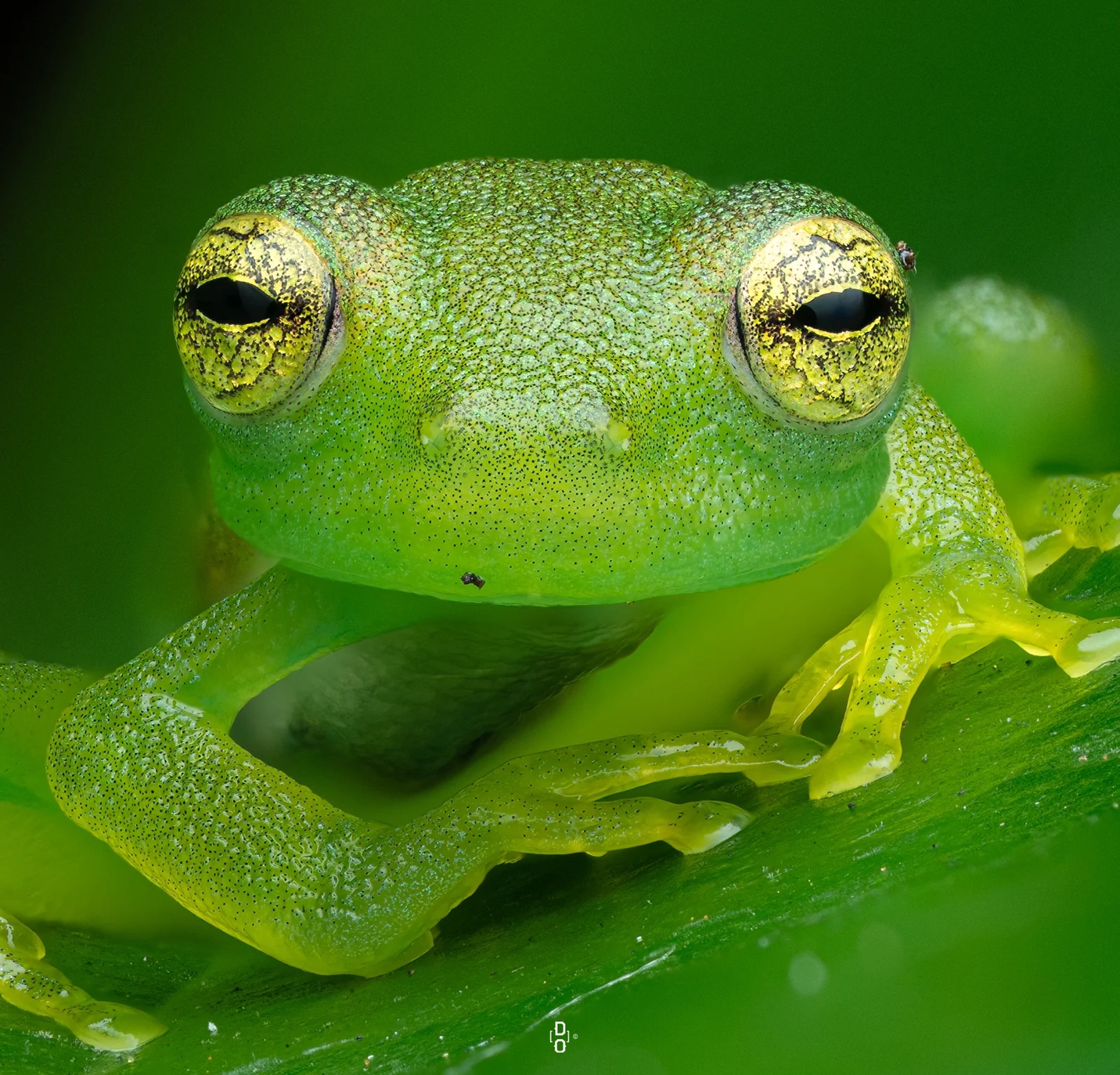 Kh&aacute;m ph&aacute; thế giới c&ocirc;n tr&ugrave;ng qua những bức ảnh cận cảnh - Ảnh 6.