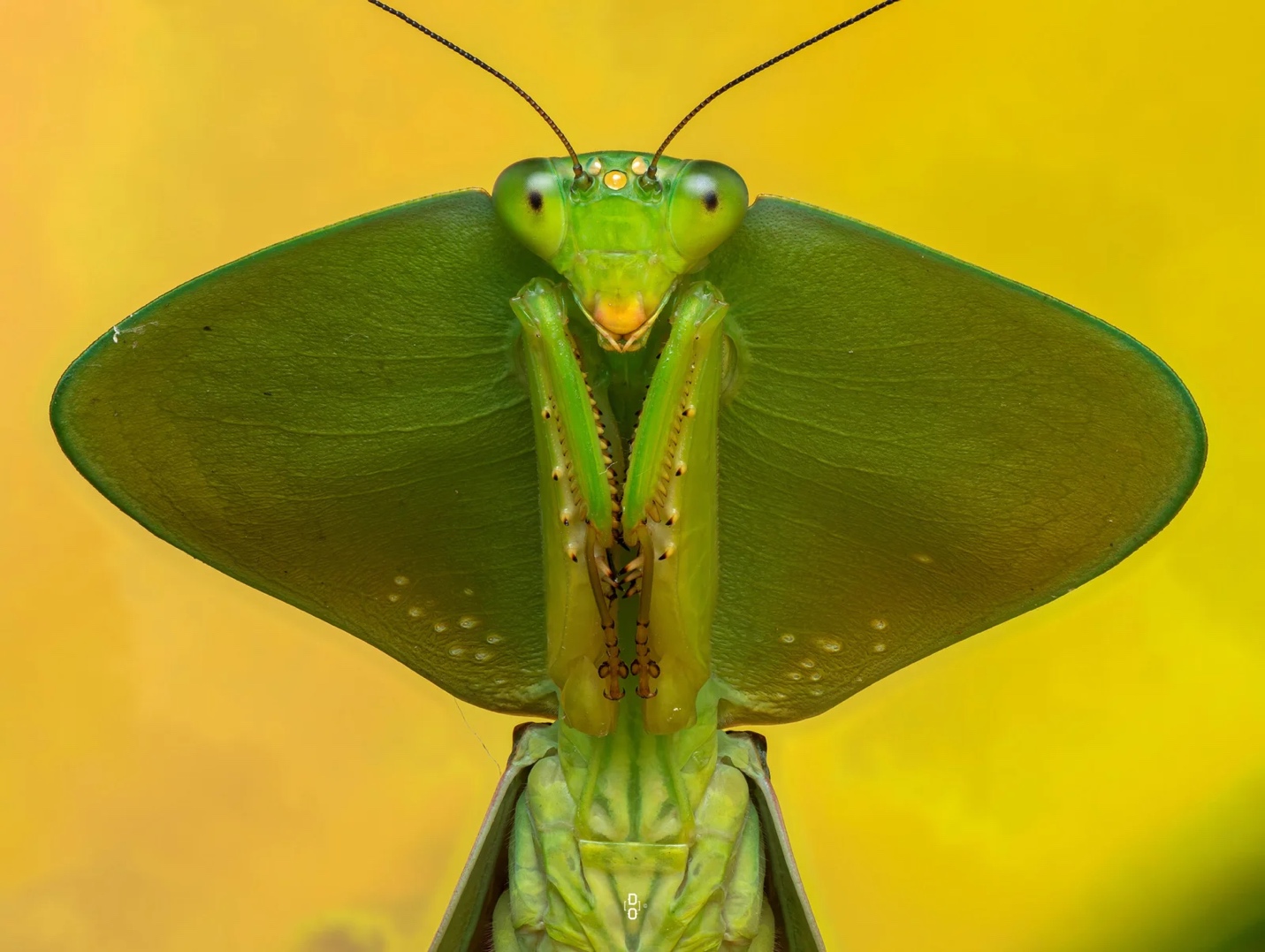 Kh&aacute;m ph&aacute; thế giới c&ocirc;n tr&ugrave;ng qua những bức ảnh cận cảnh - Ảnh 5.