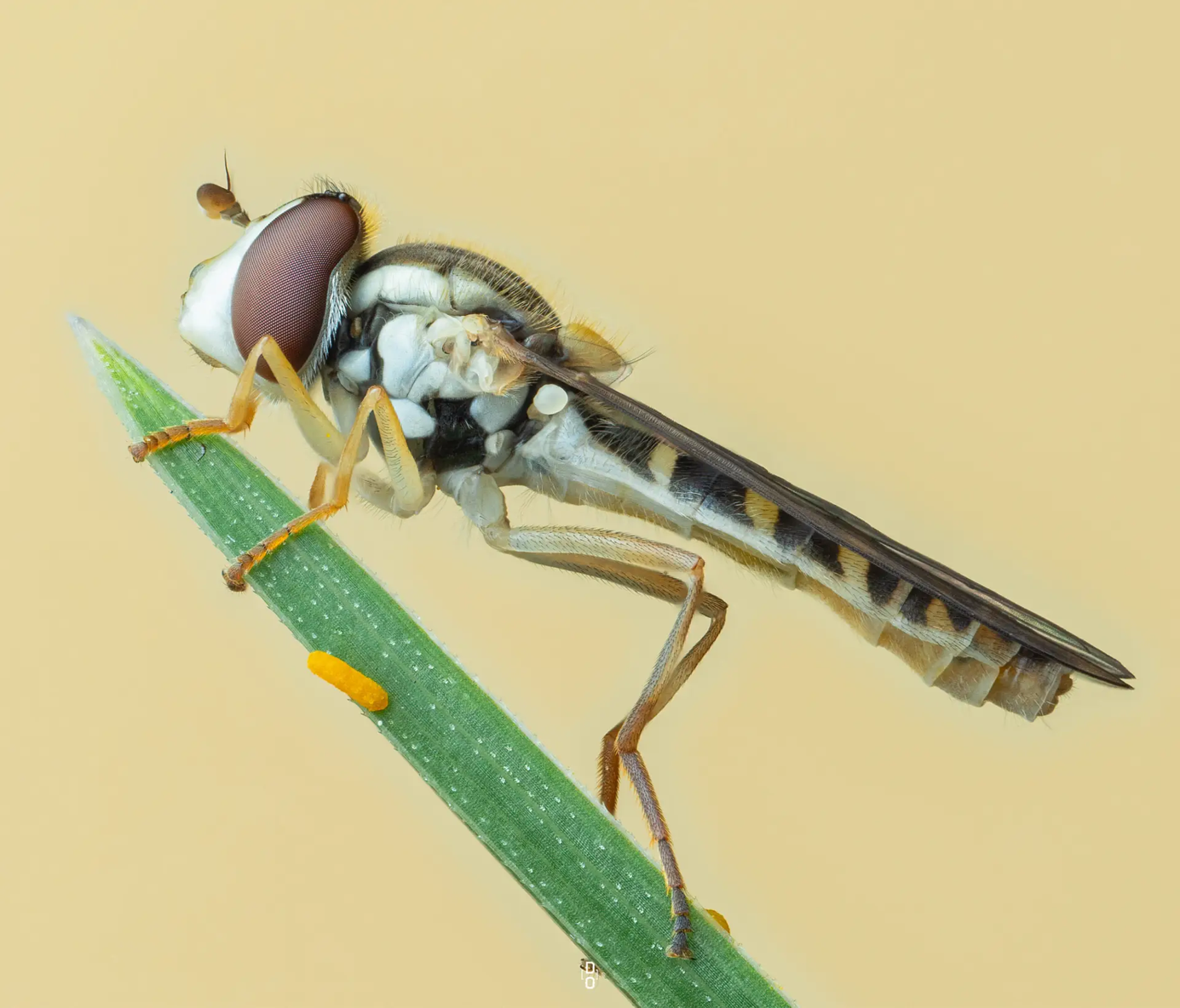 Kh&aacute;m ph&aacute; thế giới c&ocirc;n tr&ugrave;ng qua những bức ảnh cận cảnh - Ảnh 3.