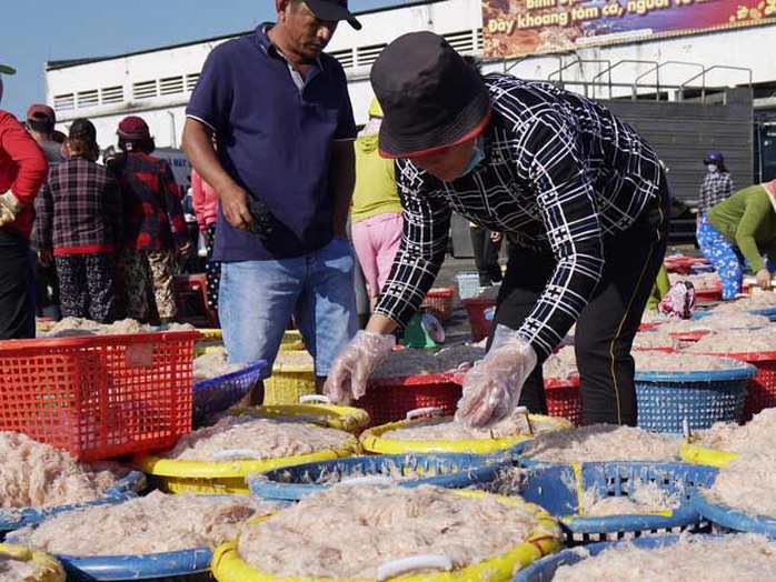 Ruốc biển dày đặc ven bờ, ngư dân phố biển Quy Nhơn “hốt bạc” sau vài giờ ra khơi - Ảnh 1. Ruốc biển dày đặc ven bờ, ngư dân phố biển Quy Nhơn “hốt bạc” sau vài giờ ra khơi - Ảnh 1.