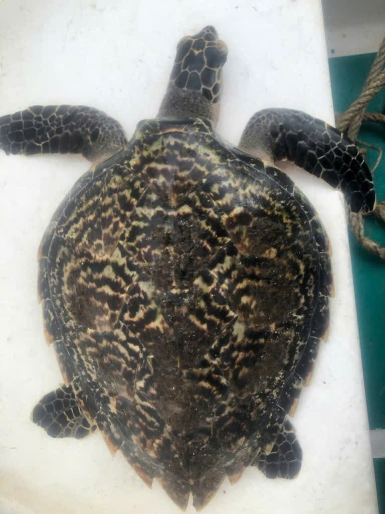 Phát hiện đồi mồi qúy hiếm tại Đà Nẵng: Tín hiệu tích cực cho bảo tồn - Ảnh 1. Phát hiện đồi mồi qúy hiếm tại Đà Nẵng: Tín hiệu tích cực cho bảo tồn - Ảnh 1.