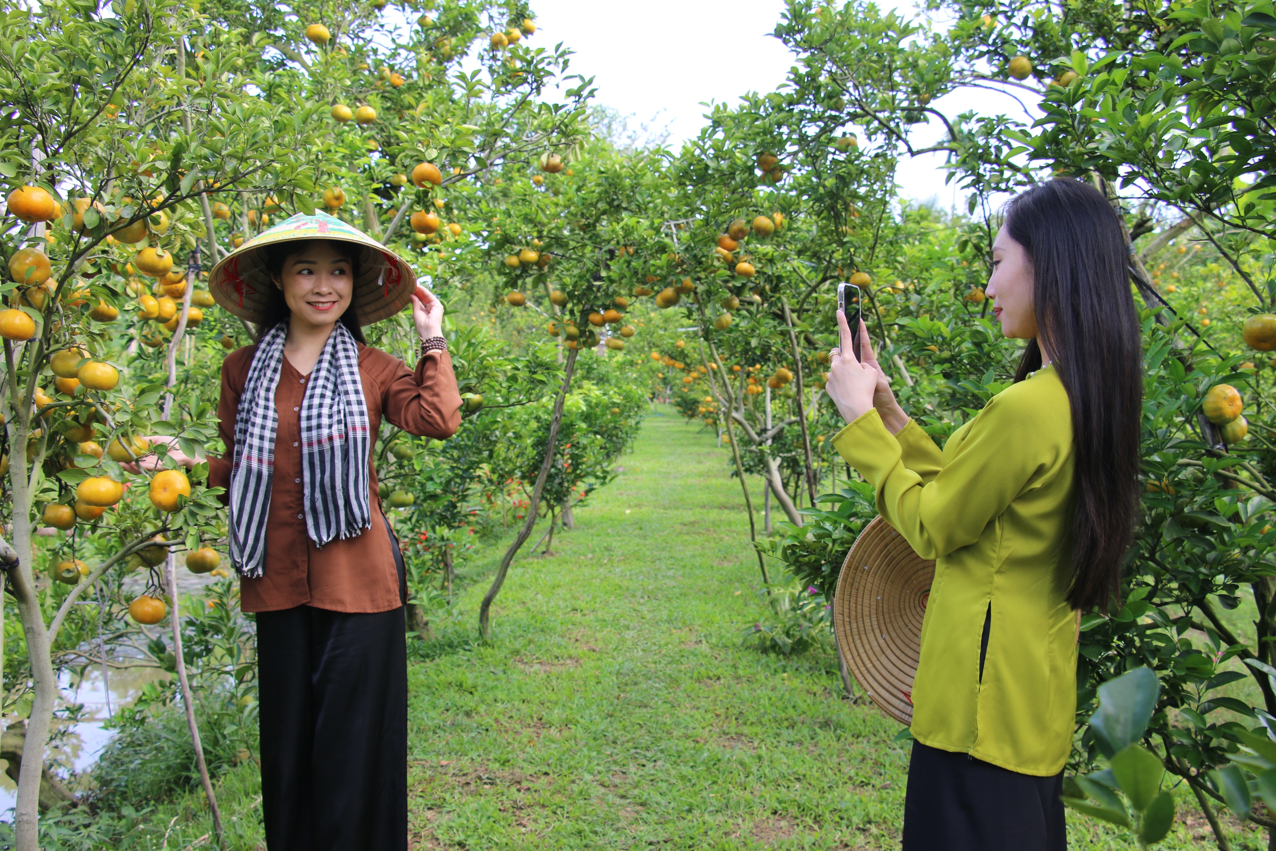 VIDEO: Du kh&aacute;ch &ldquo;ngất ng&acirc;y&rdquo; với những vườn qu&yacute;t v&agrave;ng rực ở Đồng Th&aacute;p - Ảnh 7.