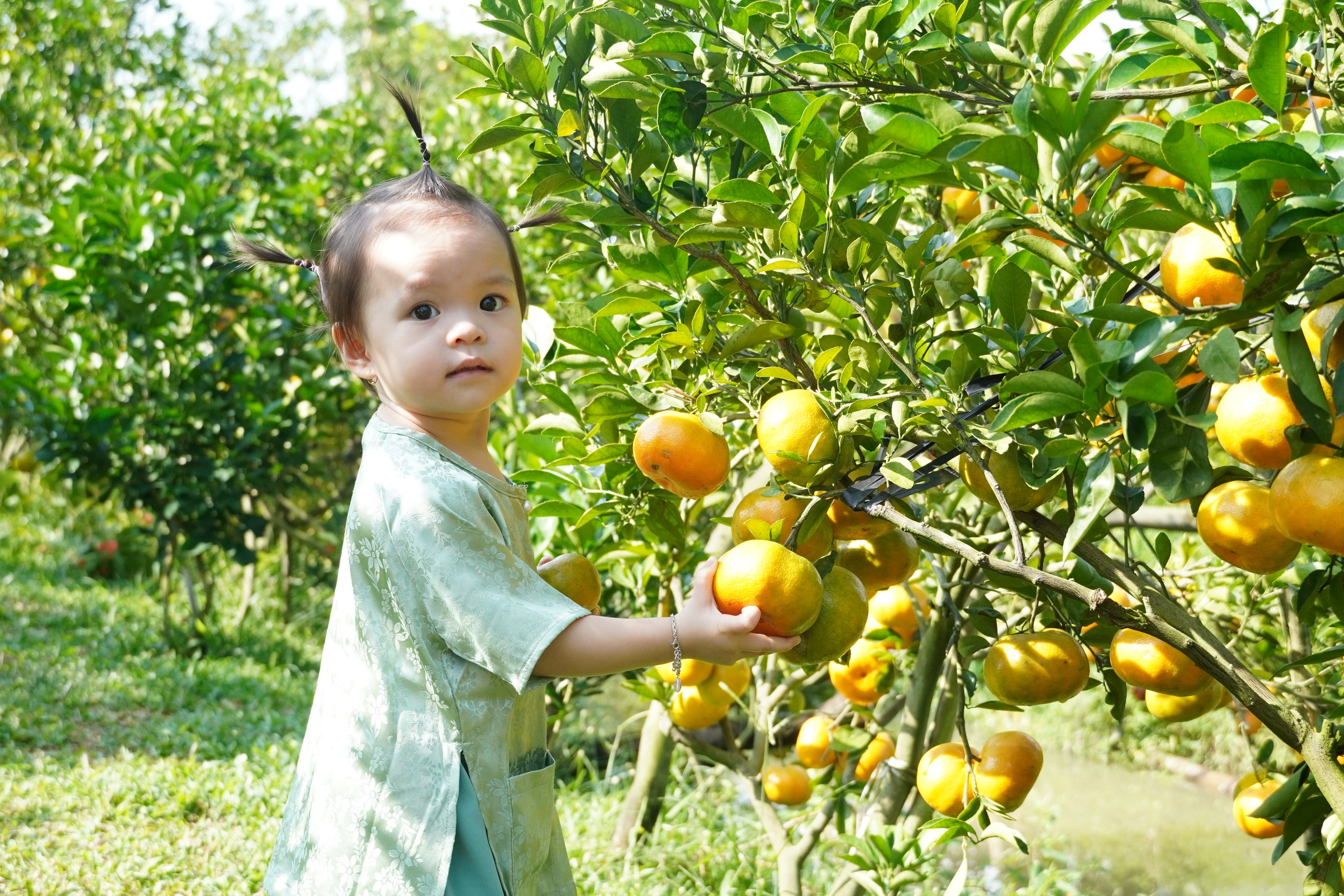 VIDEO: Du kh&aacute;ch &ldquo;ngất ng&acirc;y&rdquo; với những vườn qu&yacute;t v&agrave;ng rực ở Đồng Th&aacute;p - Ảnh 3.