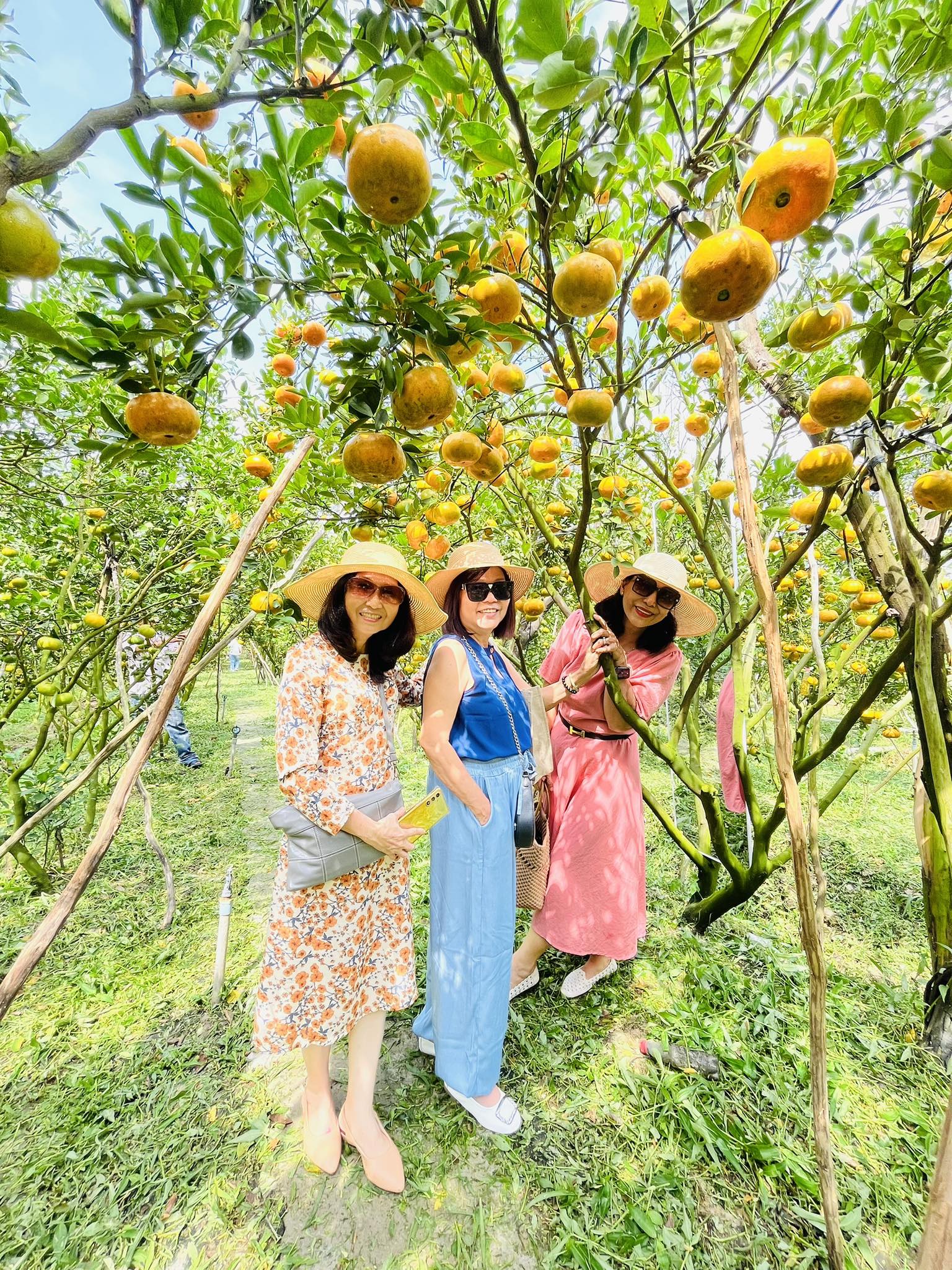 VIDEO: Du kh&aacute;ch &ldquo;ngất ng&acirc;y&rdquo; với những vườn qu&yacute;t v&agrave;ng rực ở Đồng Th&aacute;p - Ảnh 9.