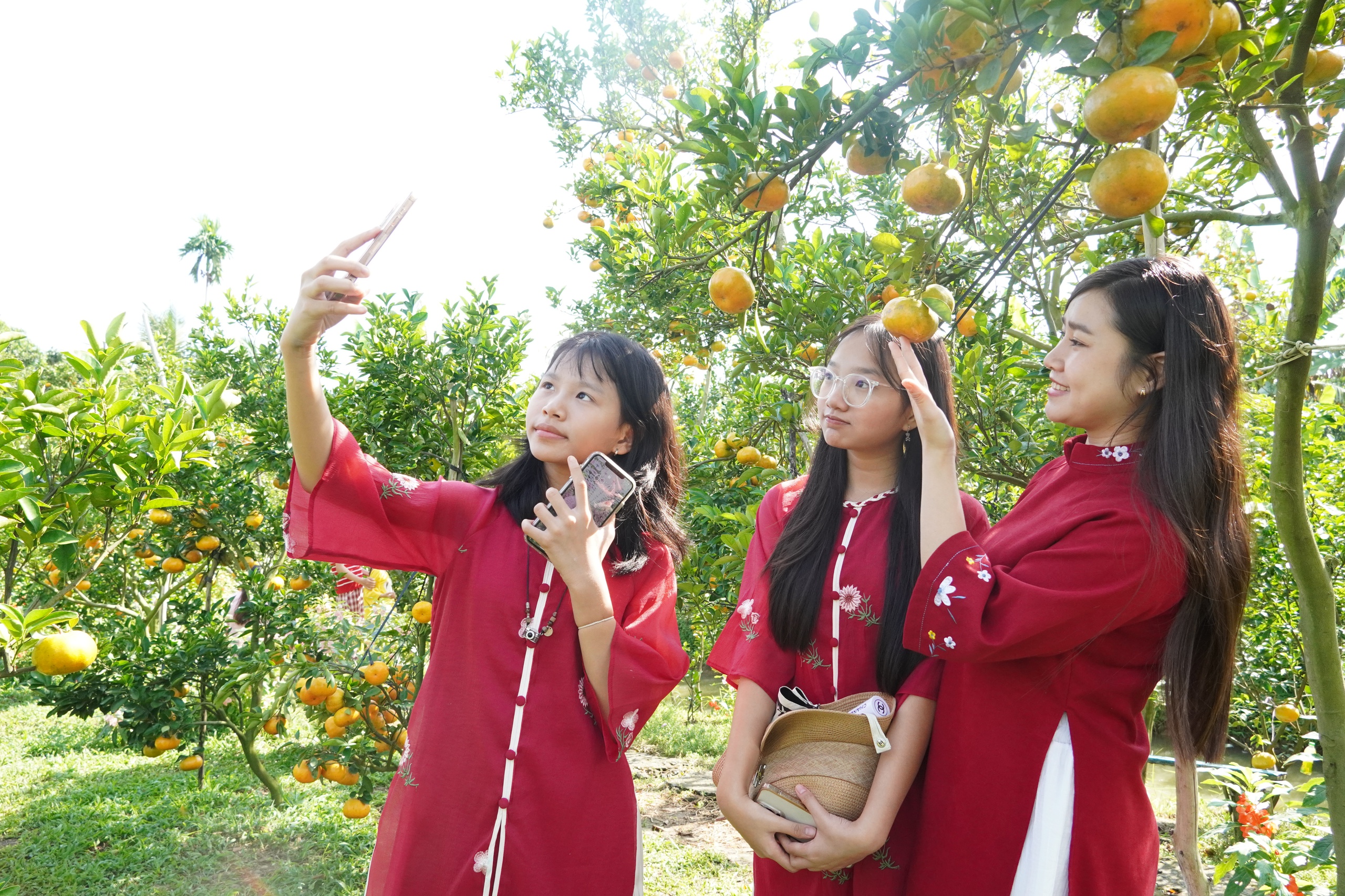 VIDEO: Du kh&aacute;ch &ldquo;ngất ng&acirc;y&rdquo; với những vườn qu&yacute;t v&agrave;ng rực ở Đồng Th&aacute;p - Ảnh 10.