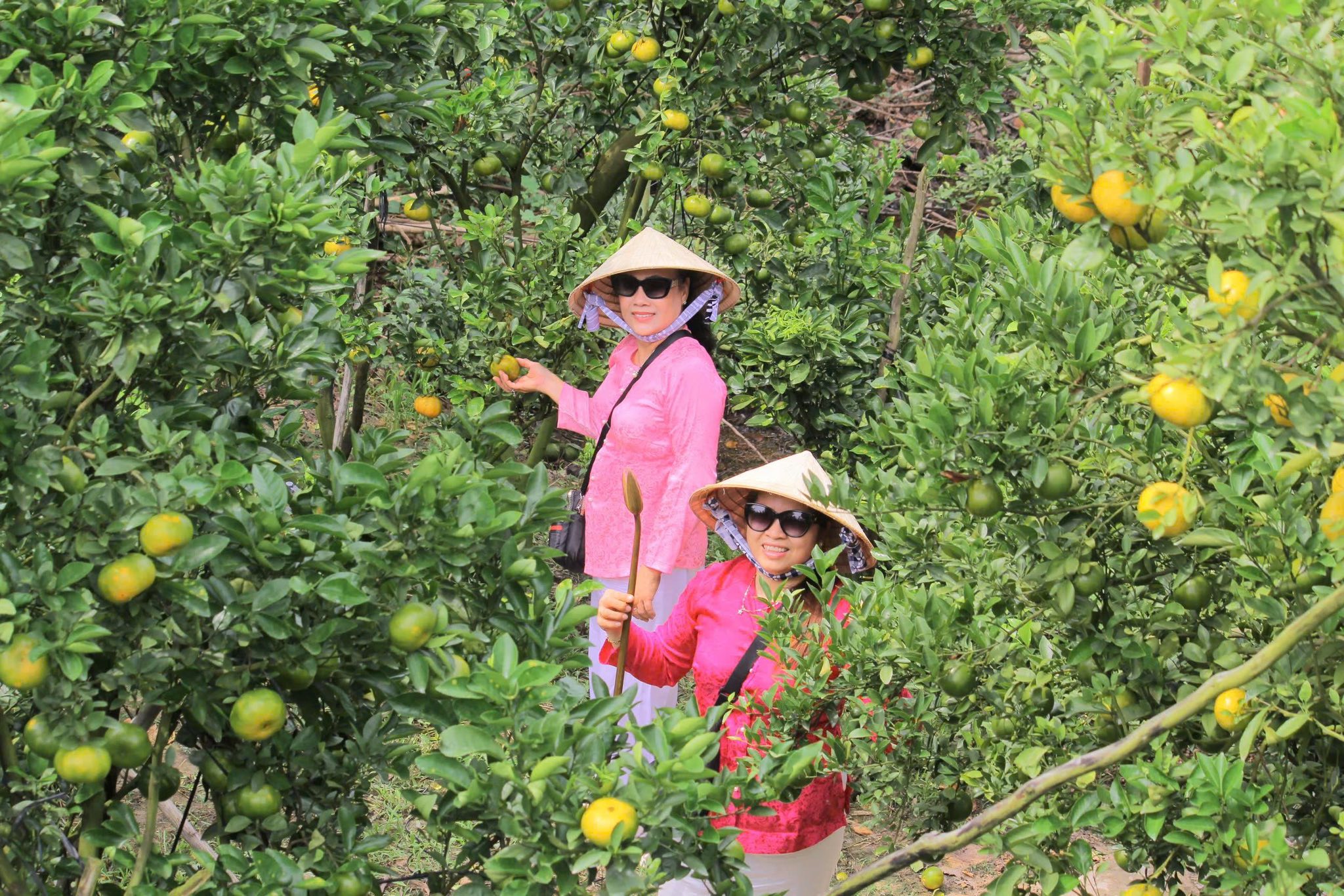 VIDEO: Du kh&aacute;ch &ldquo;ngất ng&acirc;y&rdquo; với những vườn qu&yacute;t v&agrave;ng rực ở Đồng Th&aacute;p - Ảnh 11.