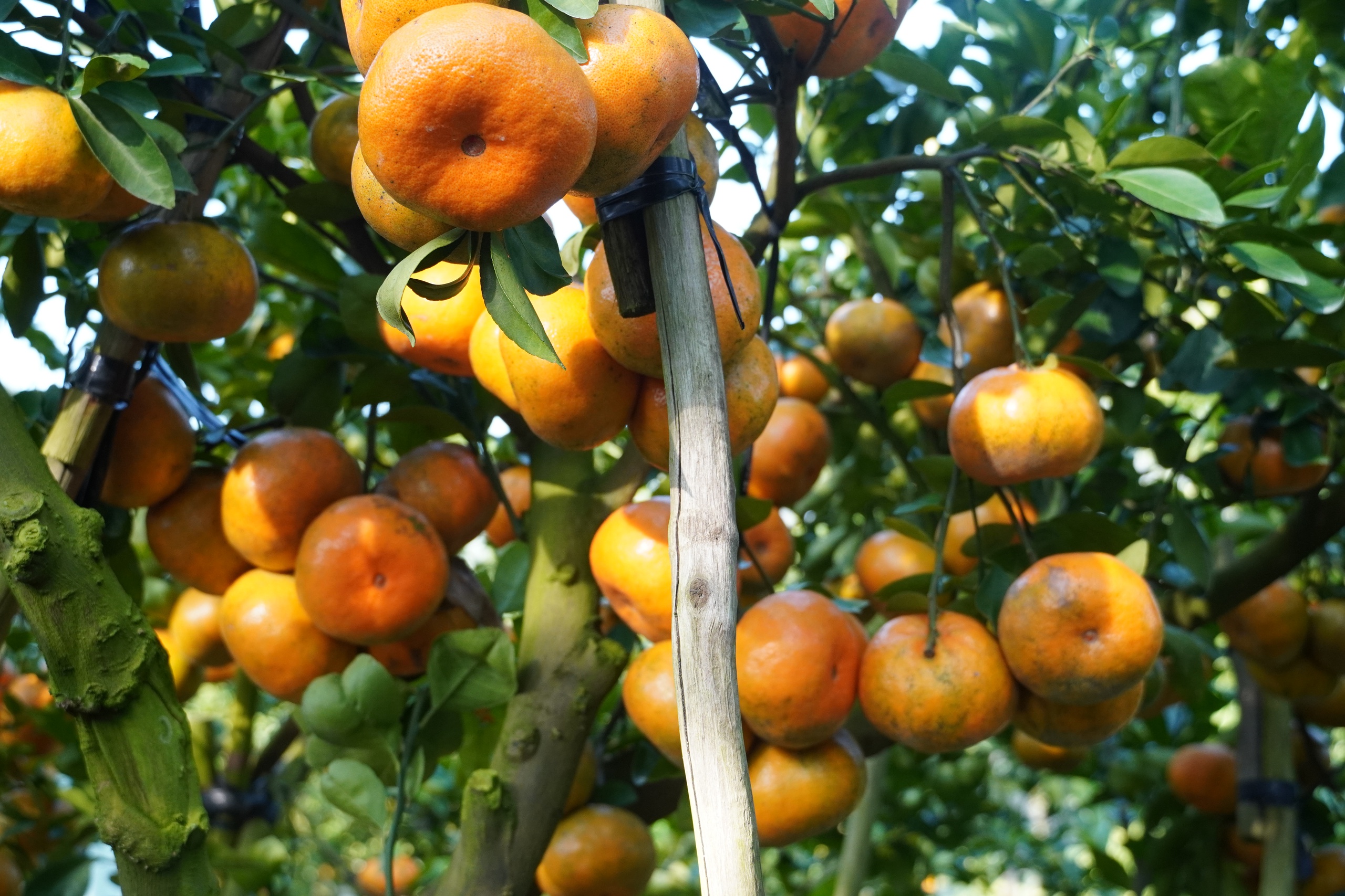 VIDEO: Du kh&aacute;ch &ldquo;ngất ng&acirc;y&rdquo; với những vườn qu&yacute;t v&agrave;ng rực ở Đồng Th&aacute;p - Ảnh 26.