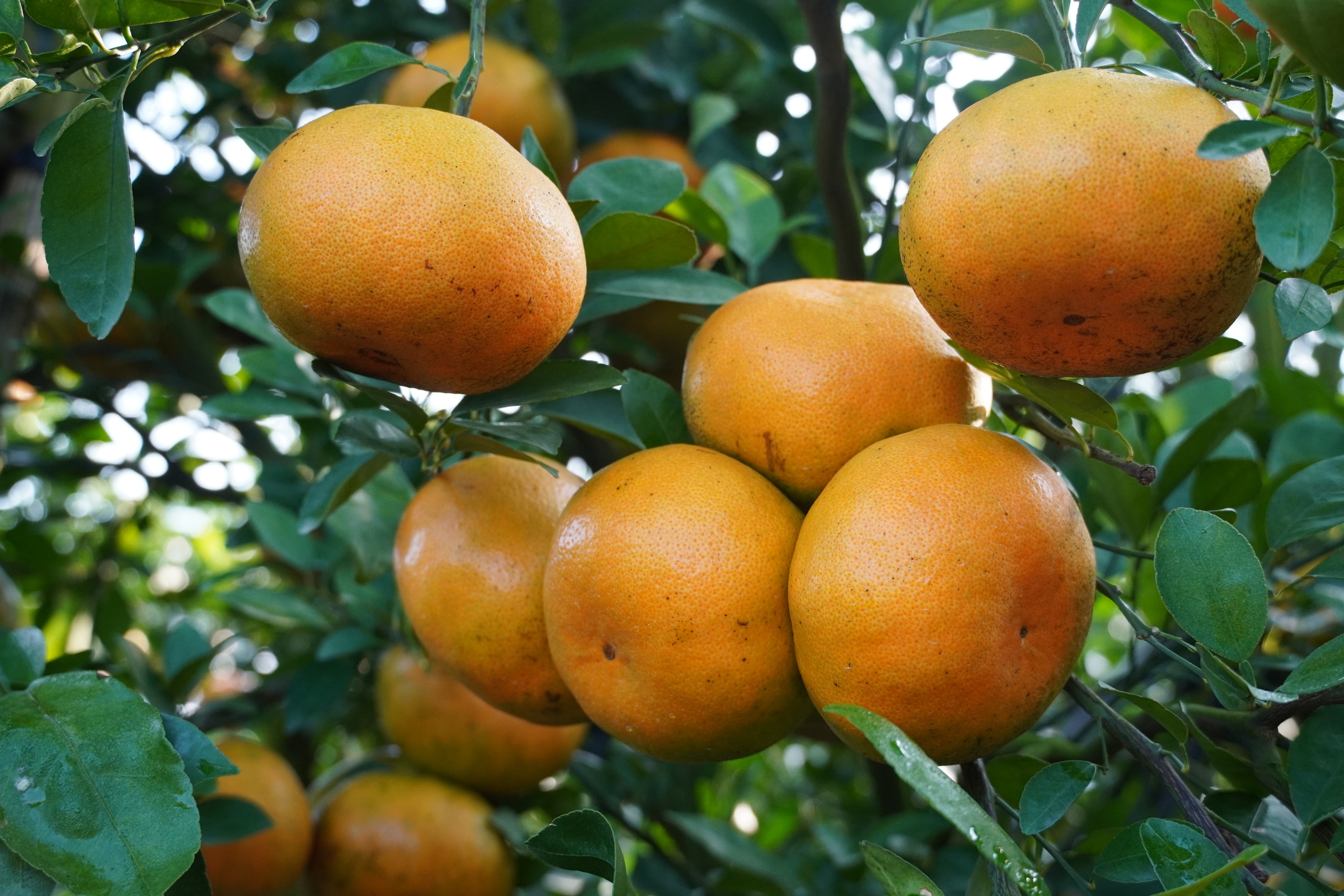 VIDEO: Du kh&aacute;ch &ldquo;ngất ng&acirc;y&rdquo; với những vườn qu&yacute;t v&agrave;ng rực ở Đồng Th&aacute;p - Ảnh 25.