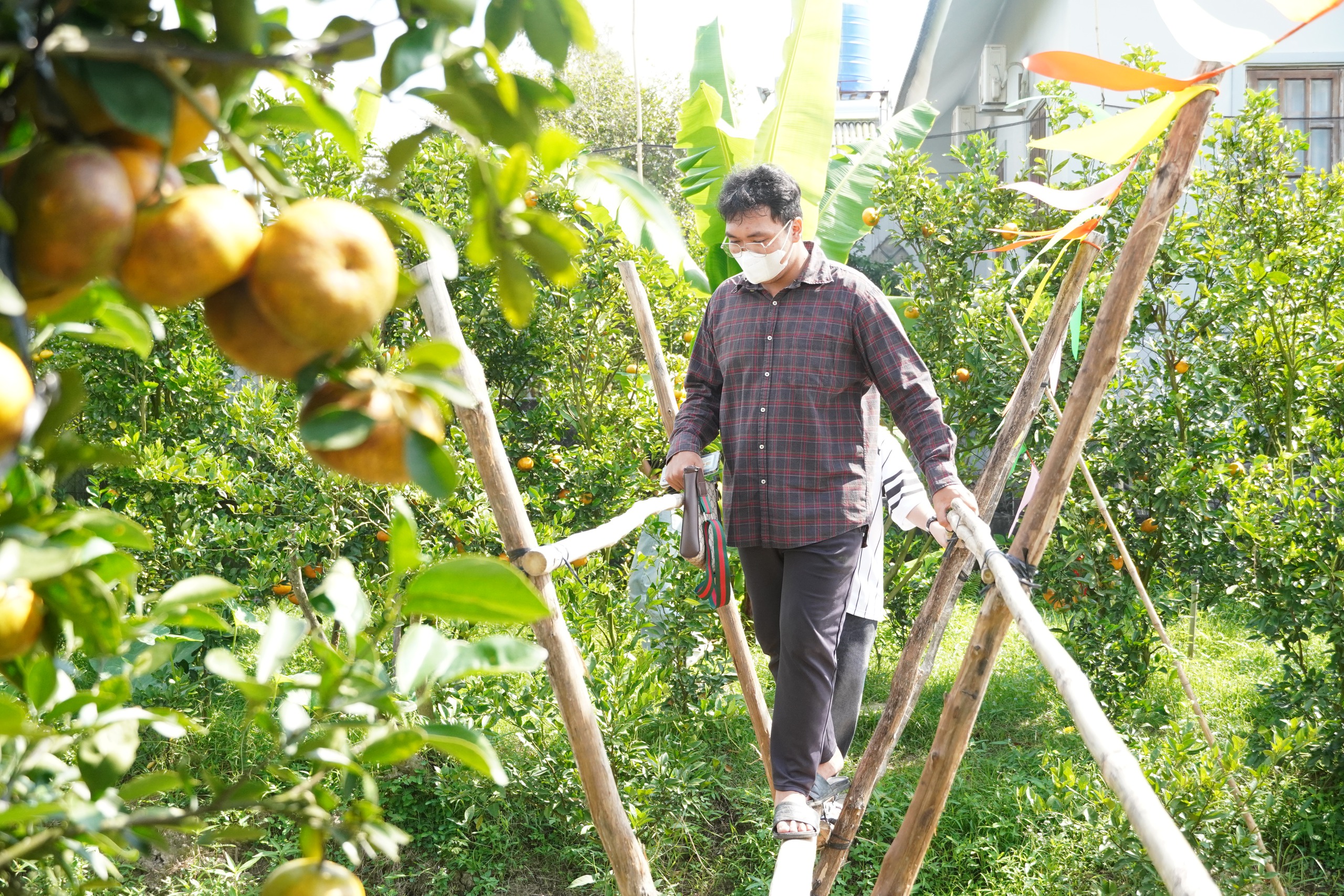 VIDEO: Du kh&aacute;ch &ldquo;ngất ng&acirc;y&rdquo; với những vườn qu&yacute;t v&agrave;ng rực ở Đồng Th&aacute;p - Ảnh 21.