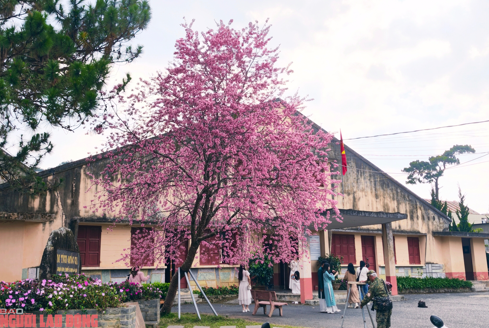 C&acirc;y mai anh đ&agrave;o "si&ecirc;u hot" ở Đ&agrave; Lạt, h&agrave;ng trăm người chờ check-in mỗi ng&agrave;y - Ảnh 1.