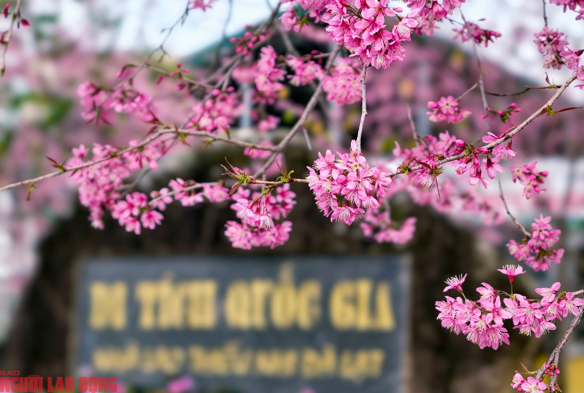 C&acirc;y mai anh đ&agrave;o "si&ecirc;u hot" ở Đ&agrave; Lạt, h&agrave;ng trăm người chờ check-in mỗi ng&agrave;y - Ảnh 2.