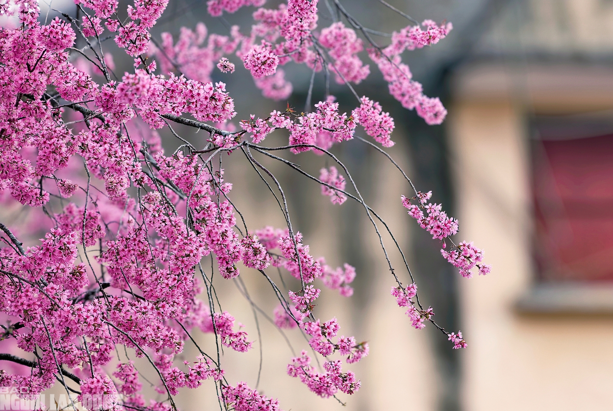 C&acirc;y mai anh đ&agrave;o "si&ecirc;u hot" ở Đ&agrave; Lạt, h&agrave;ng trăm người chờ check-in mỗi ng&agrave;y - Ảnh 3.