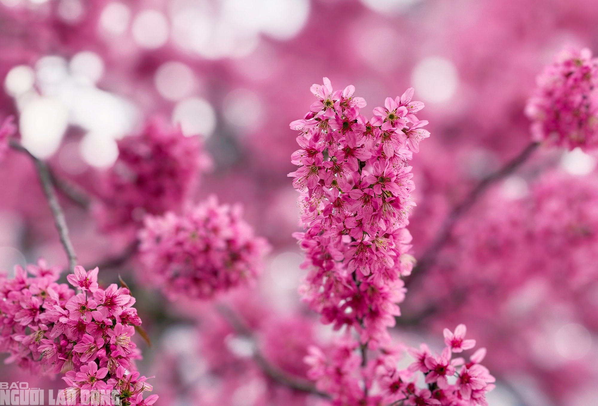 C&acirc;y mai anh đ&agrave;o "si&ecirc;u hot" ở Đ&agrave; Lạt, h&agrave;ng trăm người chờ check-in mỗi ng&agrave;y - Ảnh 4.