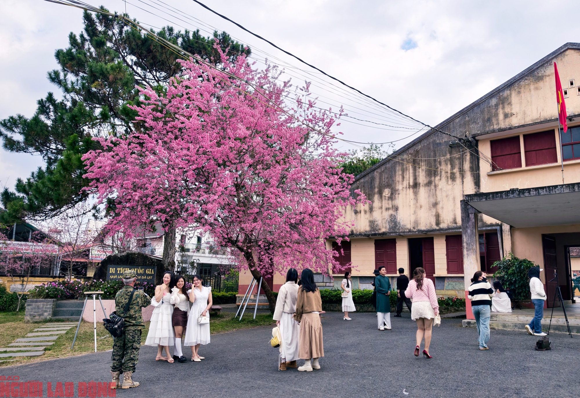 C&acirc;y mai anh đ&agrave;o "si&ecirc;u hot" ở Đ&agrave; Lạt, h&agrave;ng trăm người chờ check-in mỗi ng&agrave;y - Ảnh 6.
