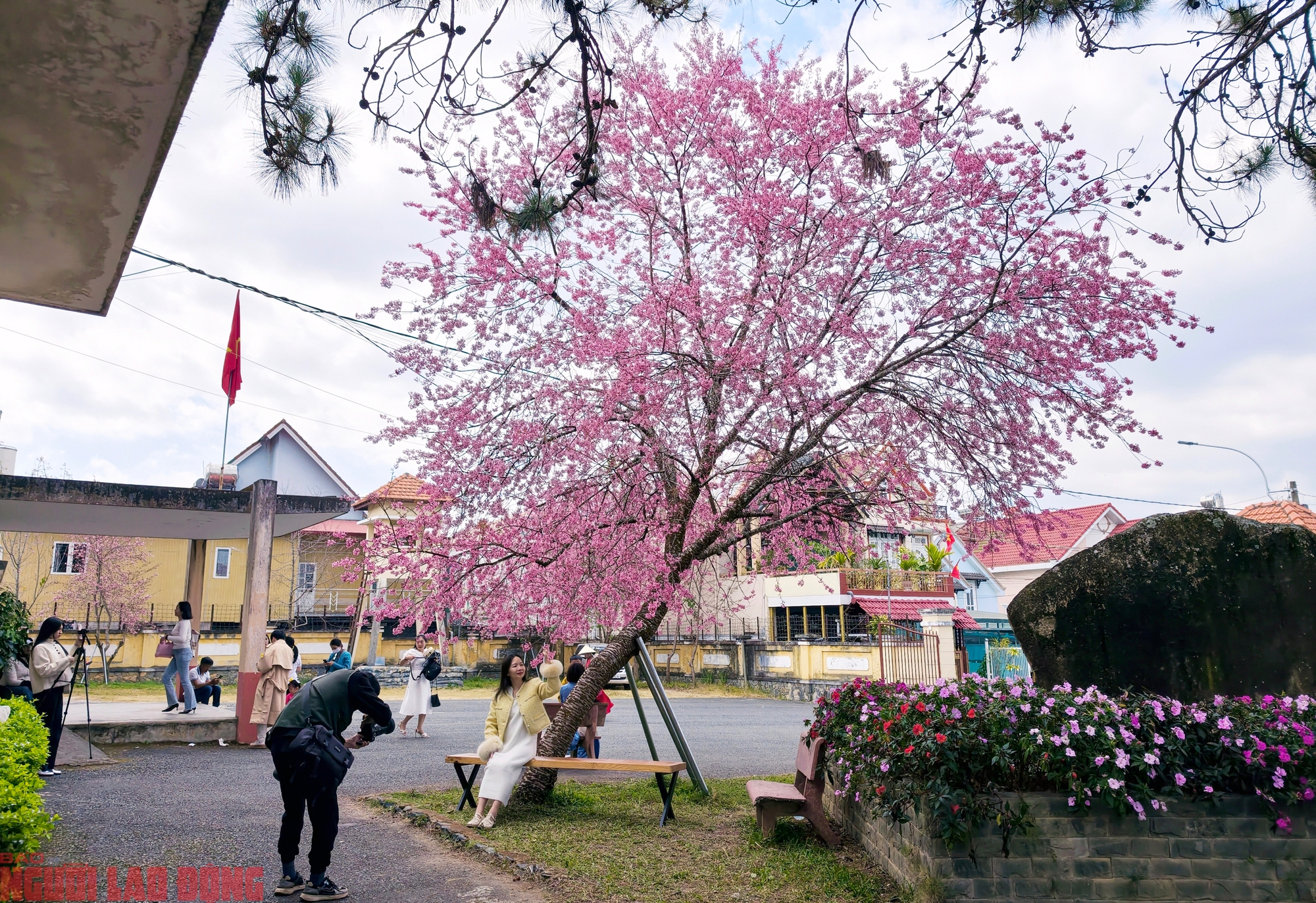 C&acirc;y mai anh đ&agrave;o "si&ecirc;u hot" ở Đ&agrave; Lạt, h&agrave;ng trăm người chờ check-in mỗi ng&agrave;y - Ảnh 7.