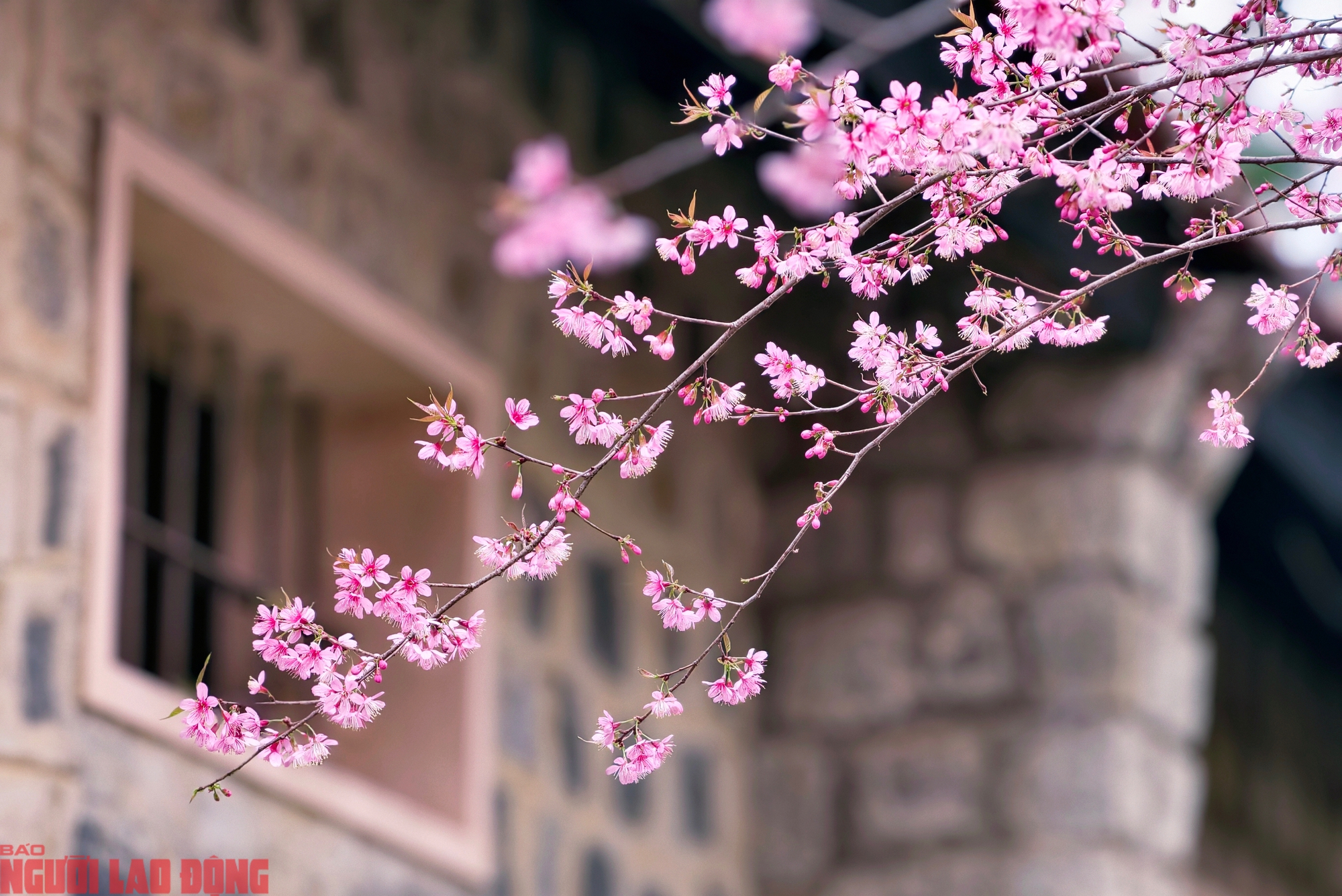 C&acirc;y mai anh đ&agrave;o "si&ecirc;u hot" ở Đ&agrave; Lạt, h&agrave;ng trăm người chờ check-in mỗi ng&agrave;y - Ảnh 8.