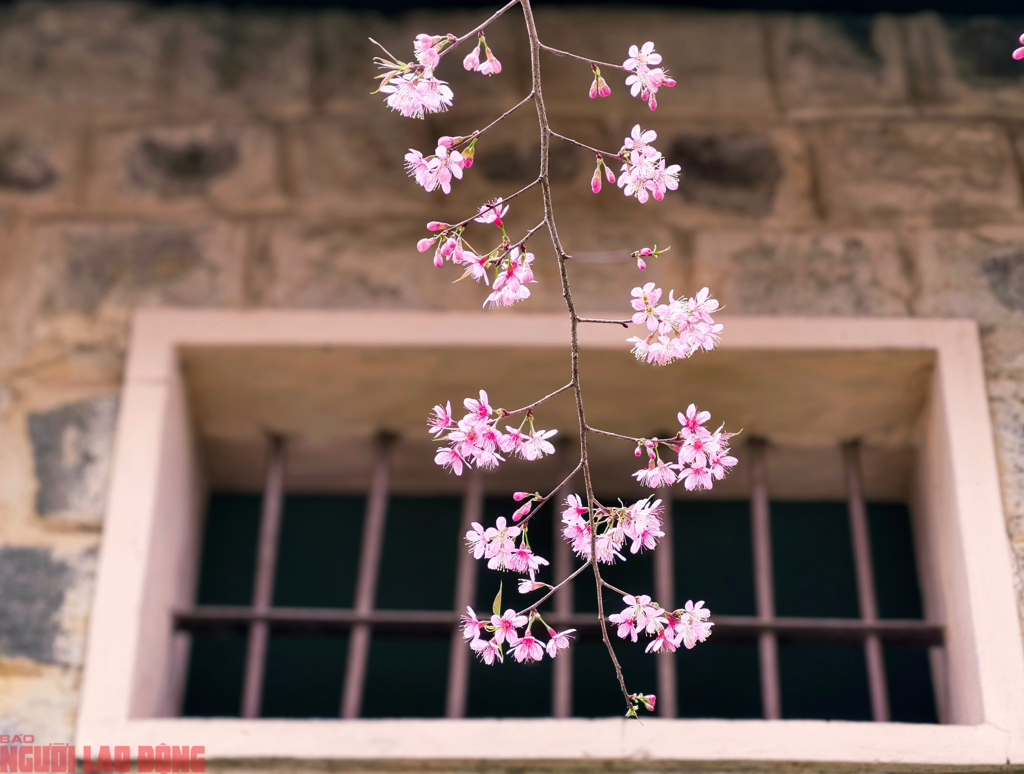 C&acirc;y mai anh đ&agrave;o "si&ecirc;u hot" ở Đ&agrave; Lạt, h&agrave;ng trăm người chờ check-in mỗi ng&agrave;y - Ảnh 9.