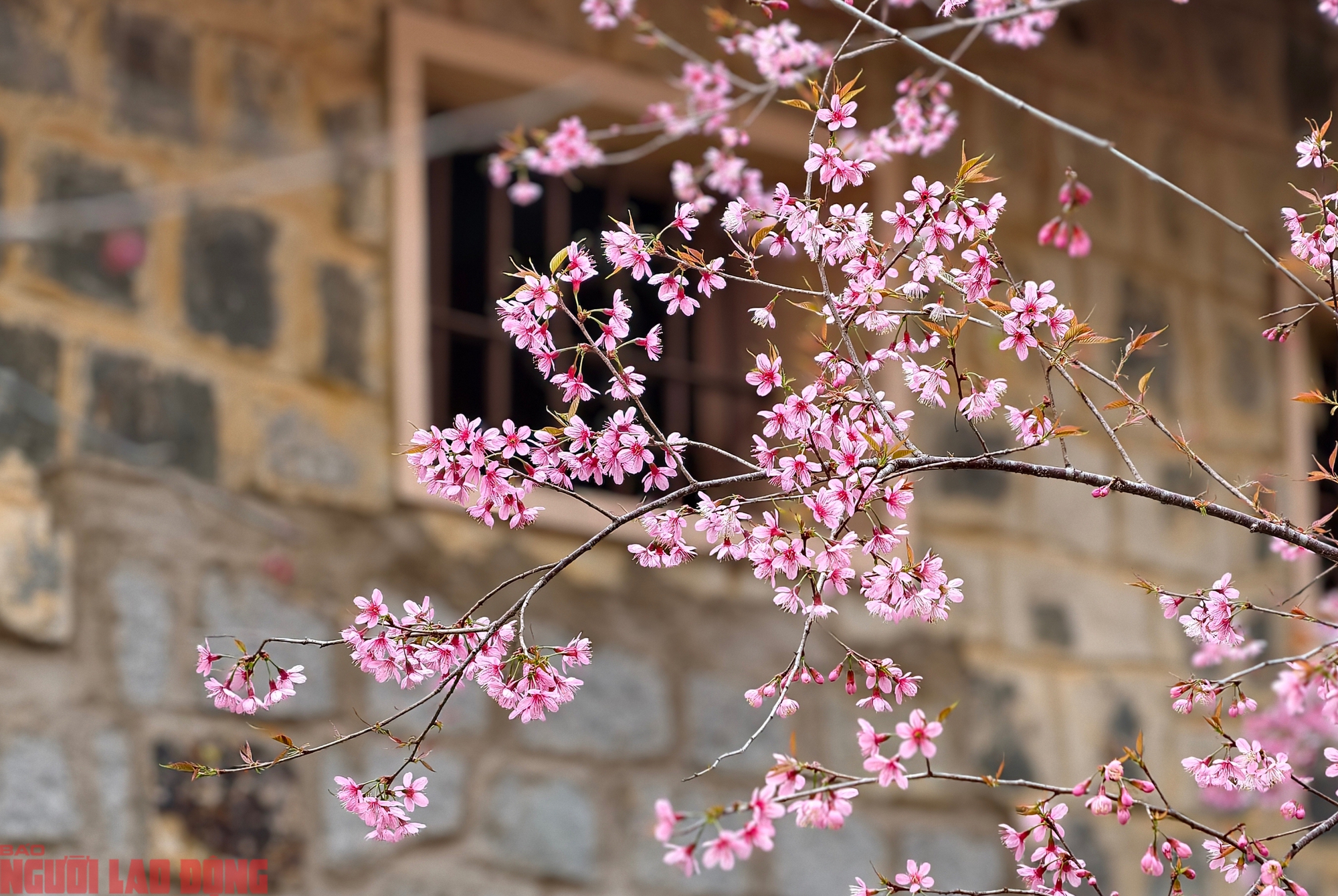 C&acirc;y mai anh đ&agrave;o "si&ecirc;u hot" ở Đ&agrave; Lạt, h&agrave;ng trăm người chờ check-in mỗi ng&agrave;y - Ảnh 10.