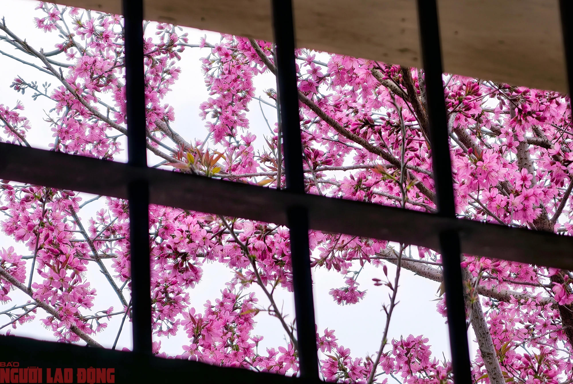 C&acirc;y mai anh đ&agrave;o "si&ecirc;u hot" ở Đ&agrave; Lạt, h&agrave;ng trăm người chờ check-in mỗi ng&agrave;y - Ảnh 11.