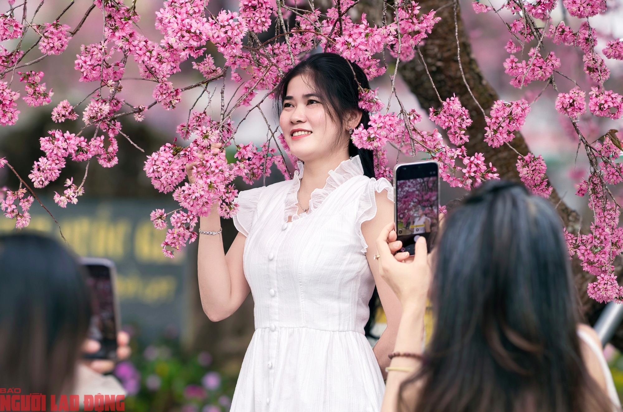 C&acirc;y mai anh đ&agrave;o "si&ecirc;u hot" ở Đ&agrave; Lạt, h&agrave;ng trăm người chờ check-in mỗi ng&agrave;y - Ảnh 12.