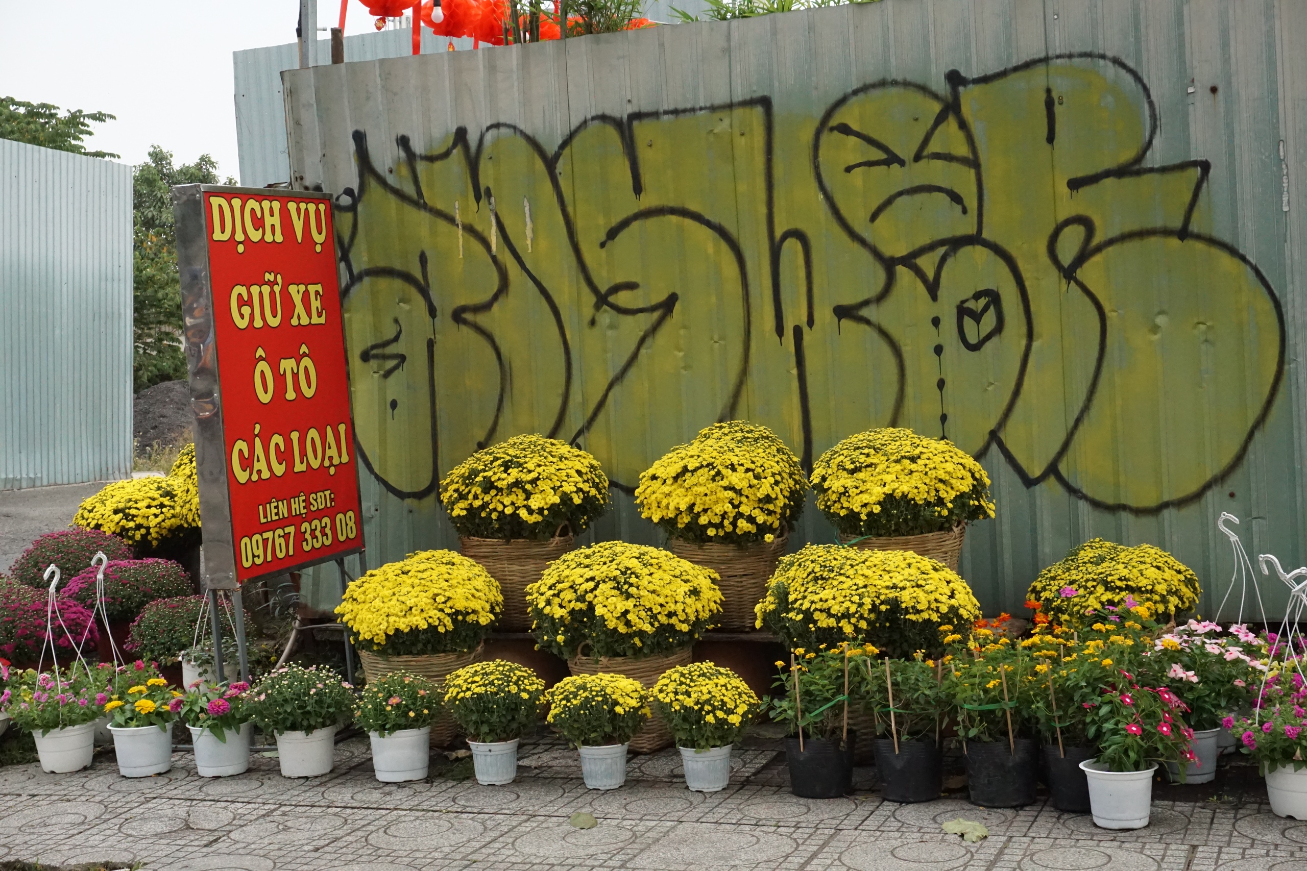 Ấm áp nghĩa tình “giải cứu” cúc mâm xôi nở rộ trước Tết - Ảnh 7.