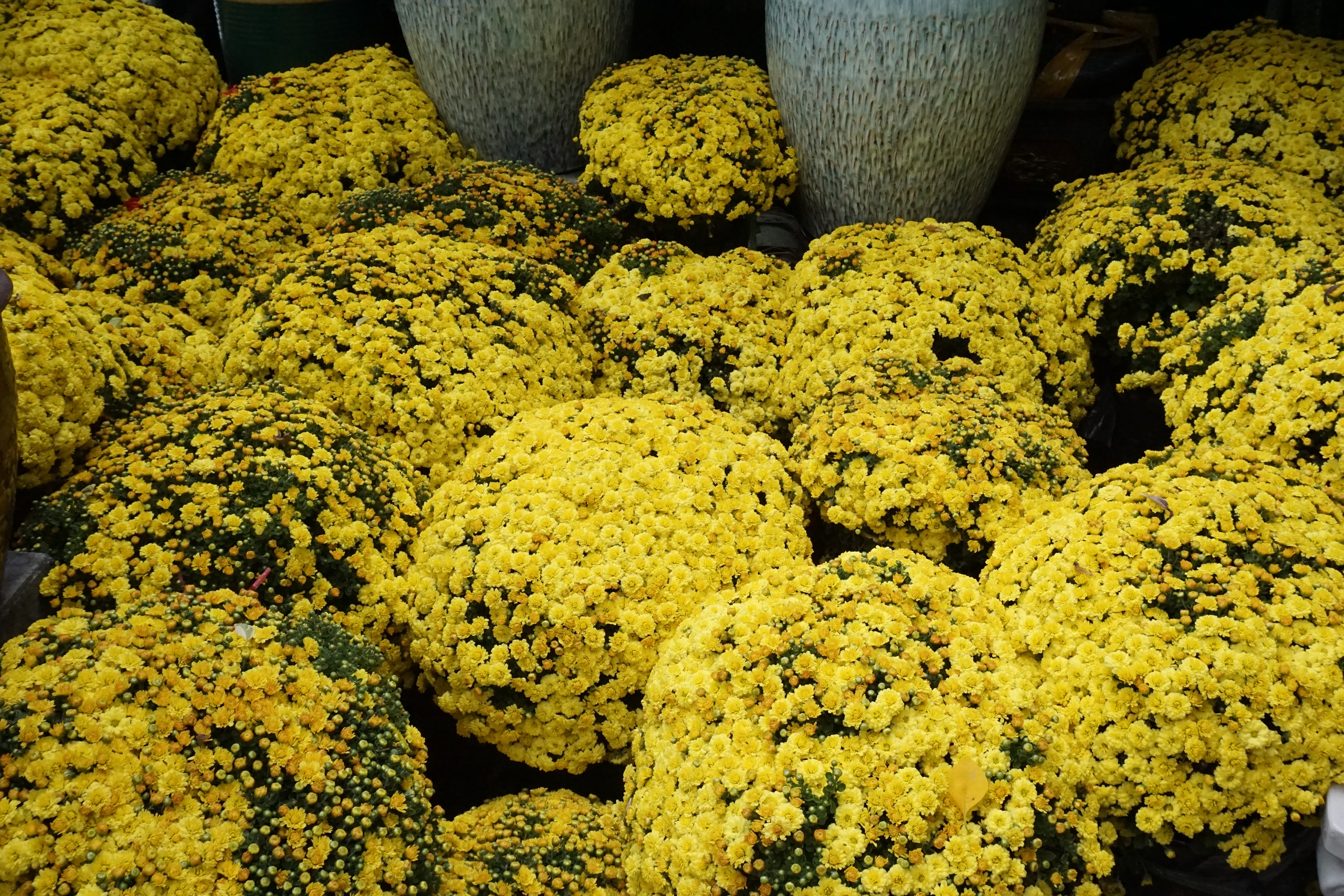 Ấm áp nghĩa tình “giải cứu” cúc mâm xôi nở rộ trước Tết - Ảnh 1.